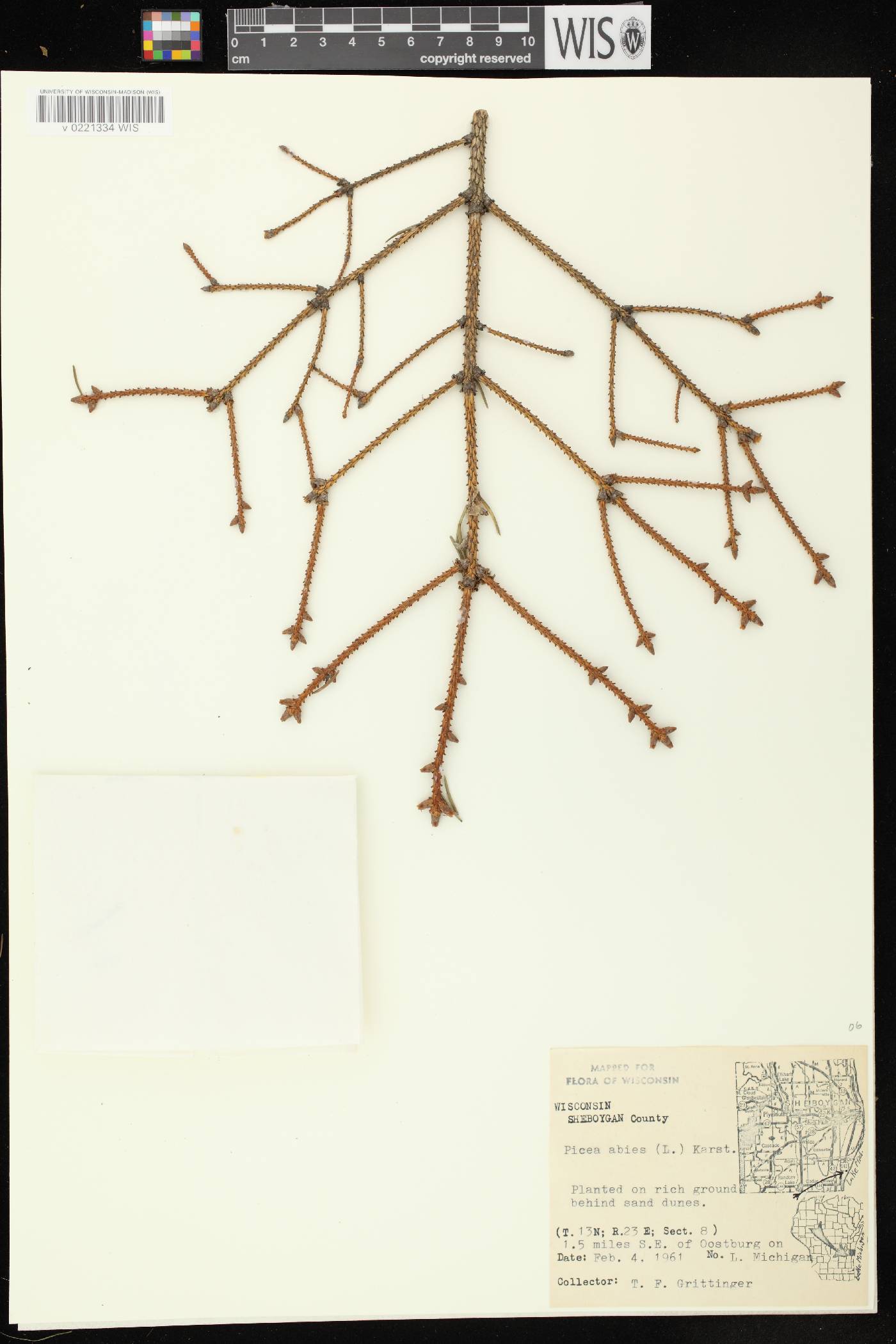 Picea abies image