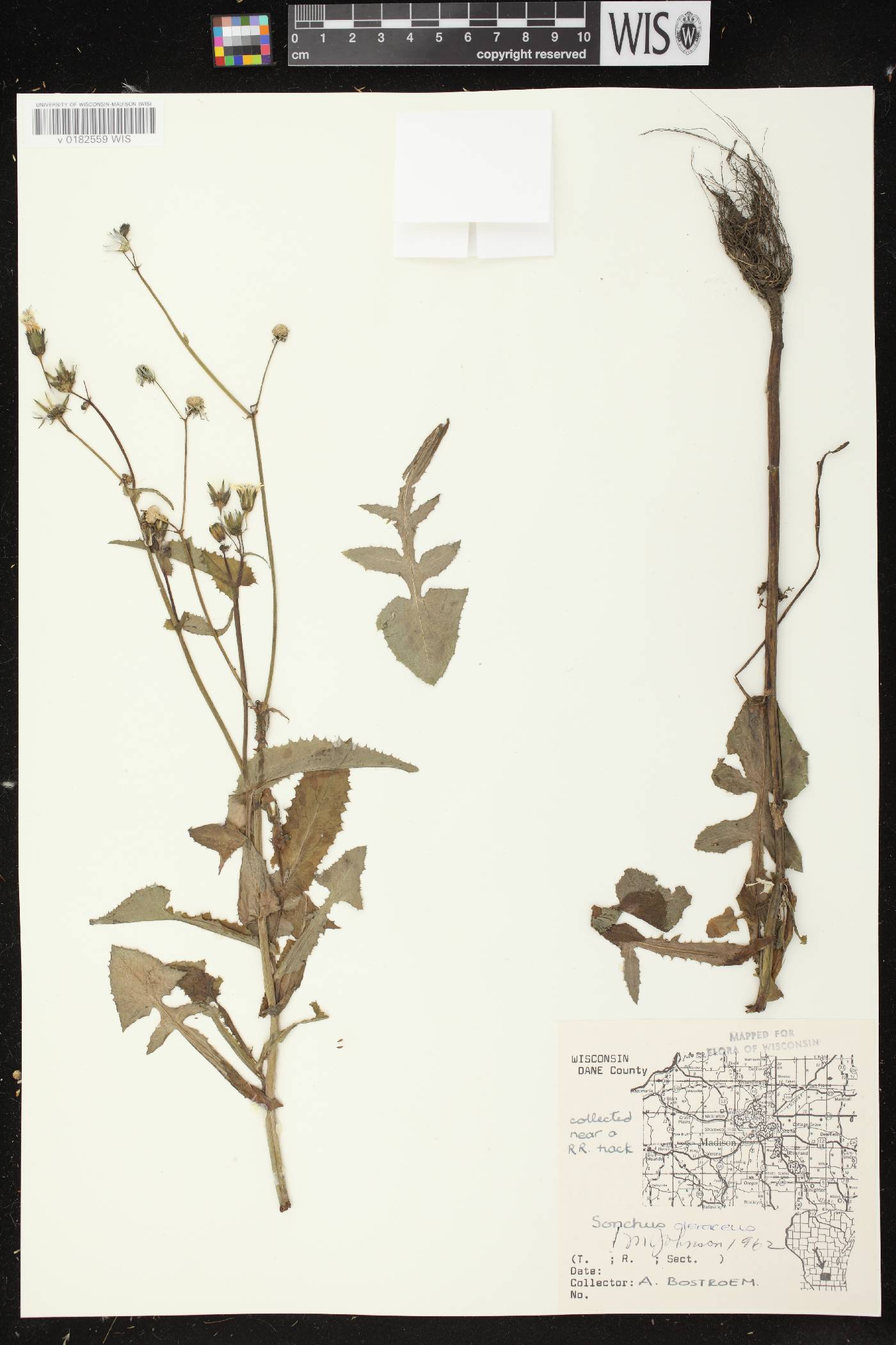 Sonchus oleraceus image
