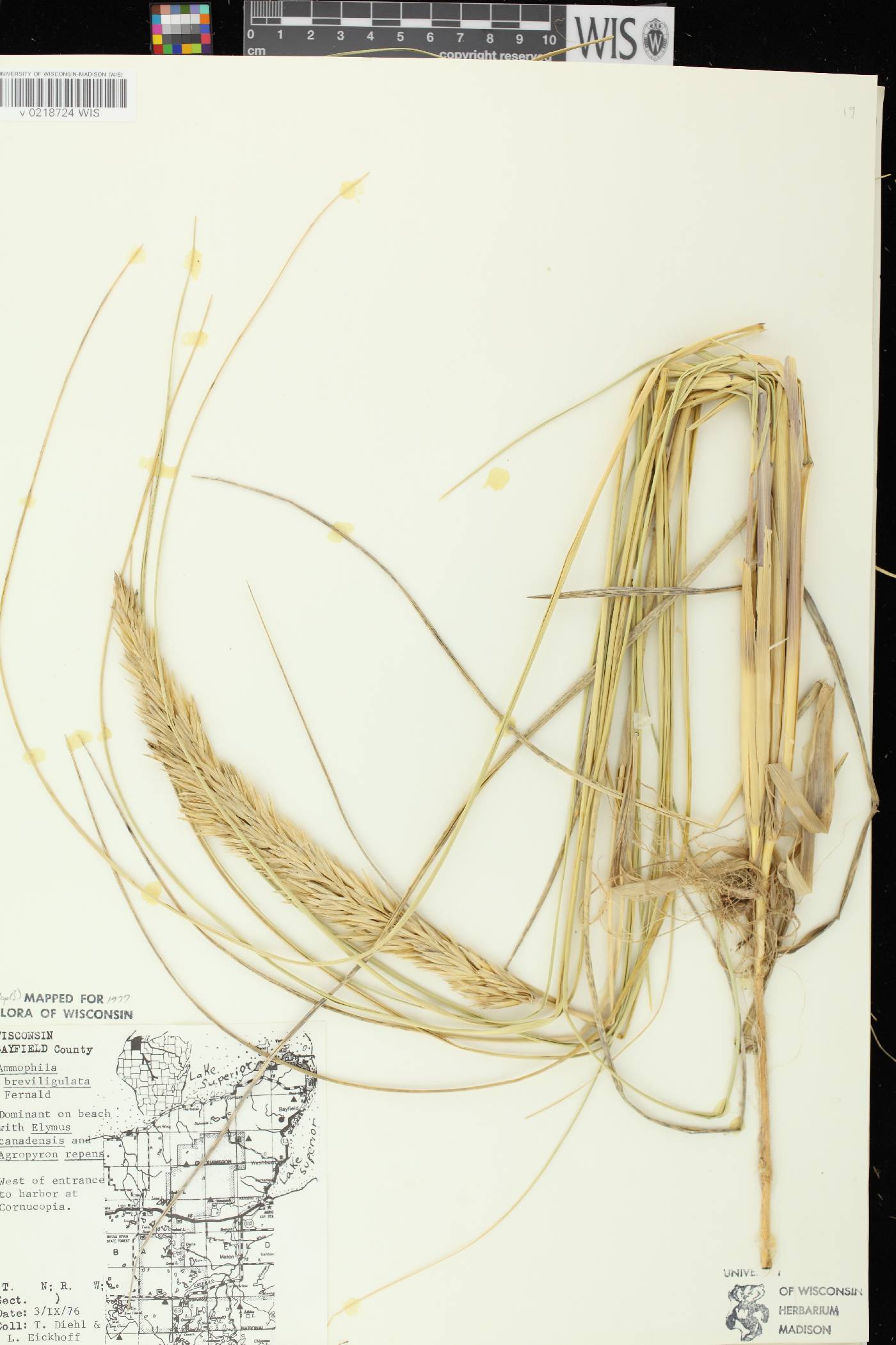 Ammophila breviligulata image