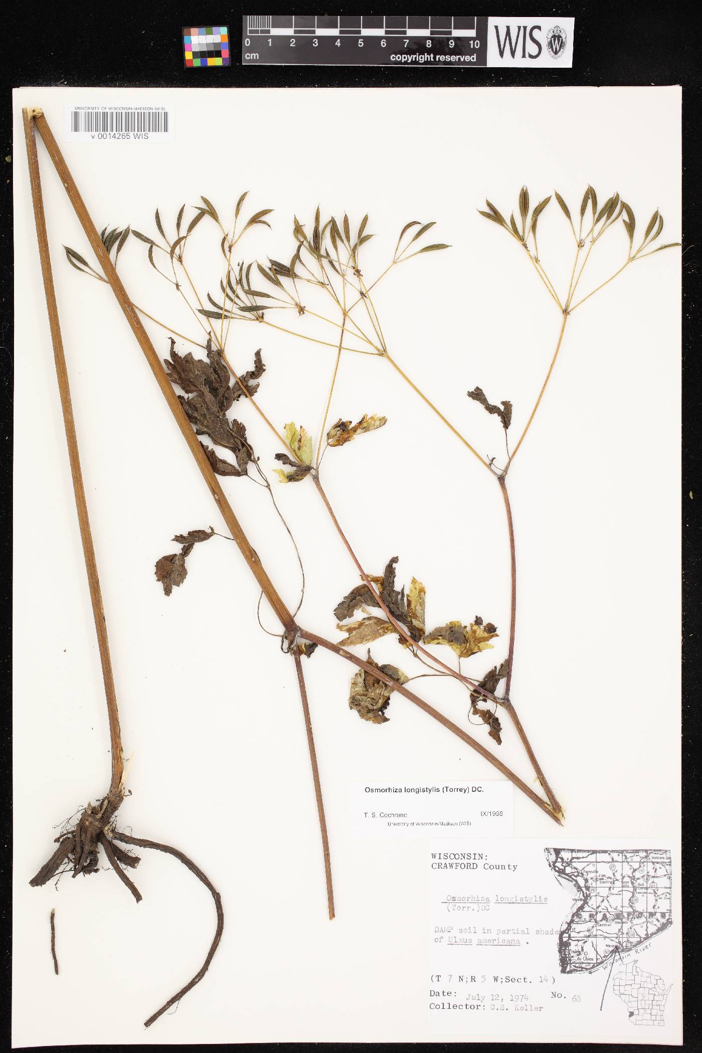 Osmorhiza longistylis image