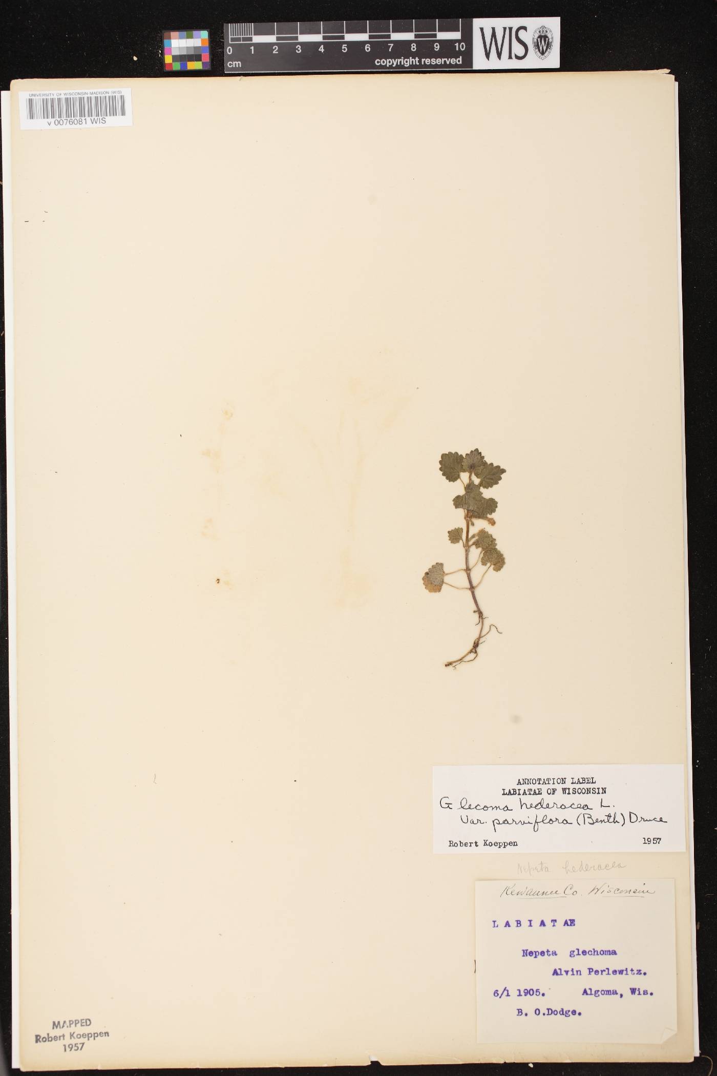 Glechoma hederacea image
