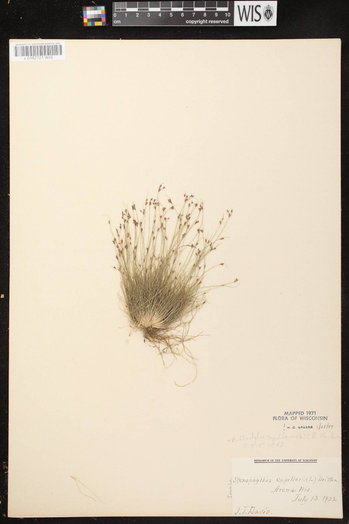 Bulbostylis capillaris image