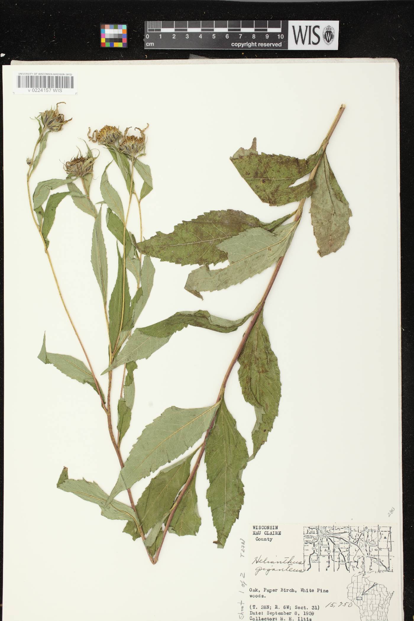 Helianthus giganteus image
