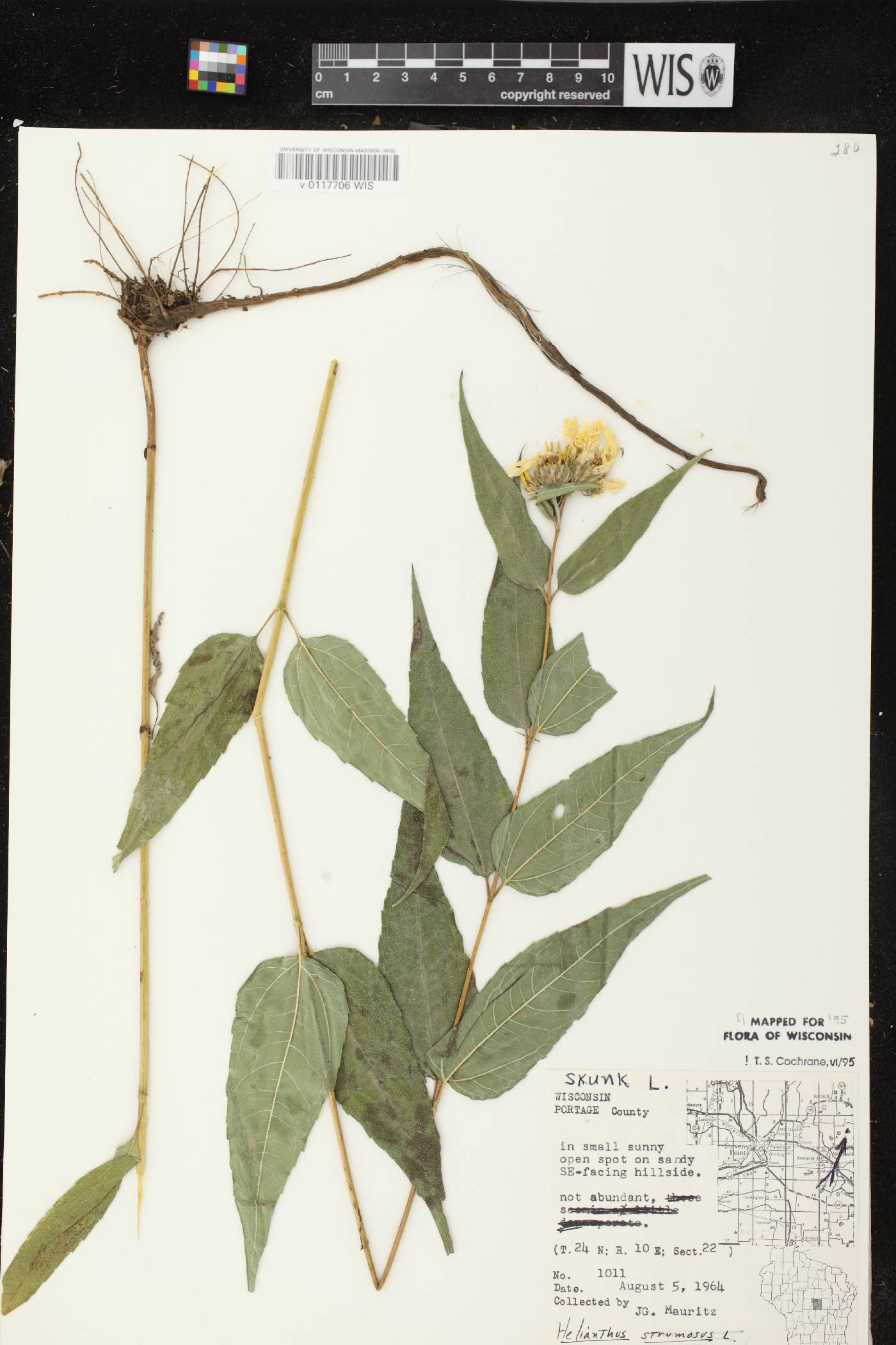 Helianthus strumosus image