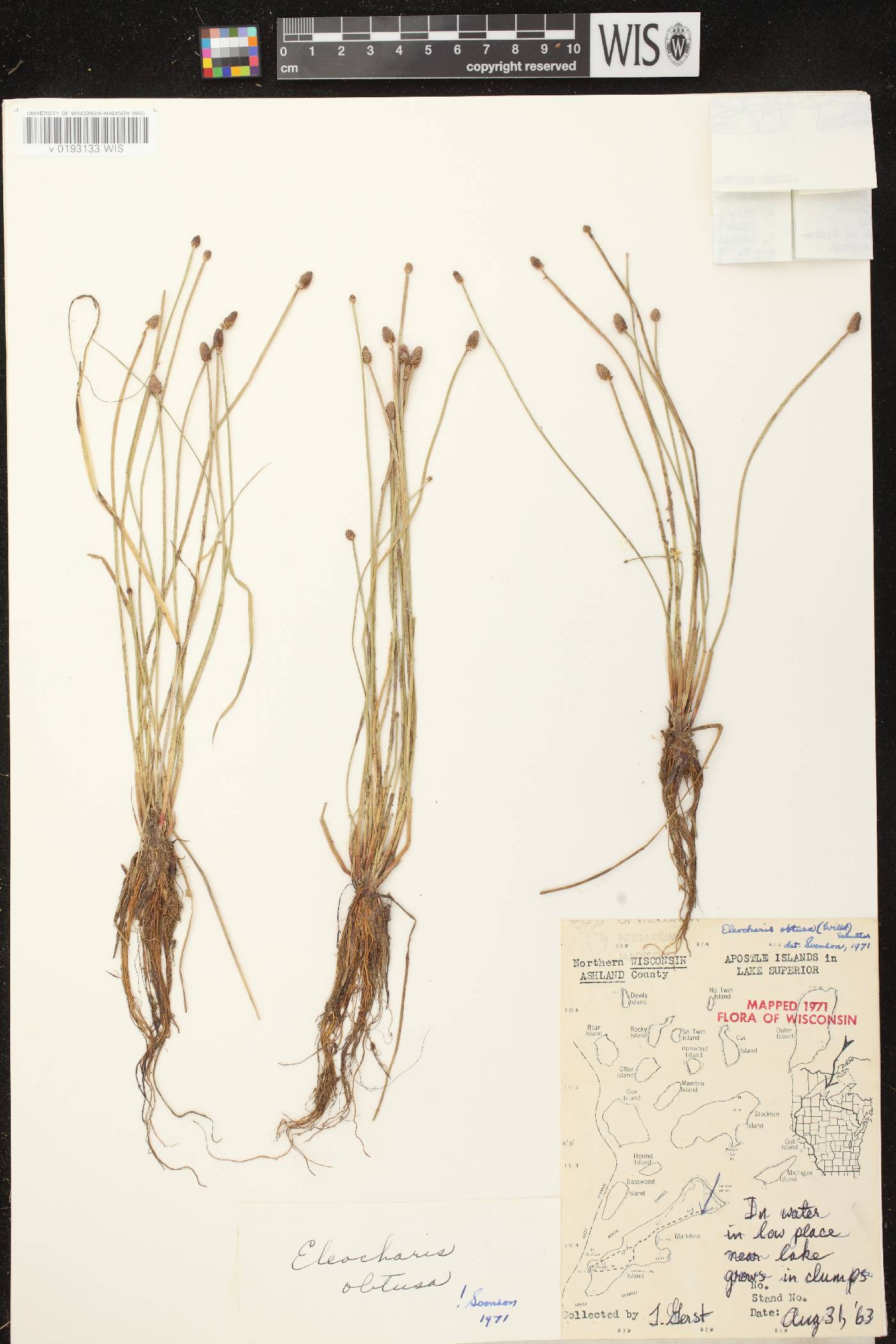 Eleocharis obtusa image