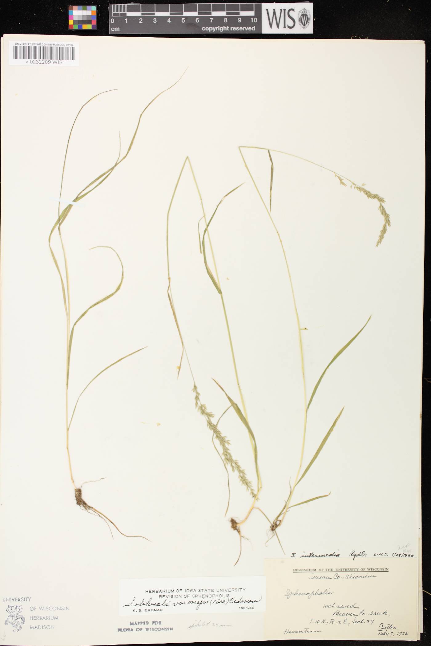 Sphenopholis intermedia image
