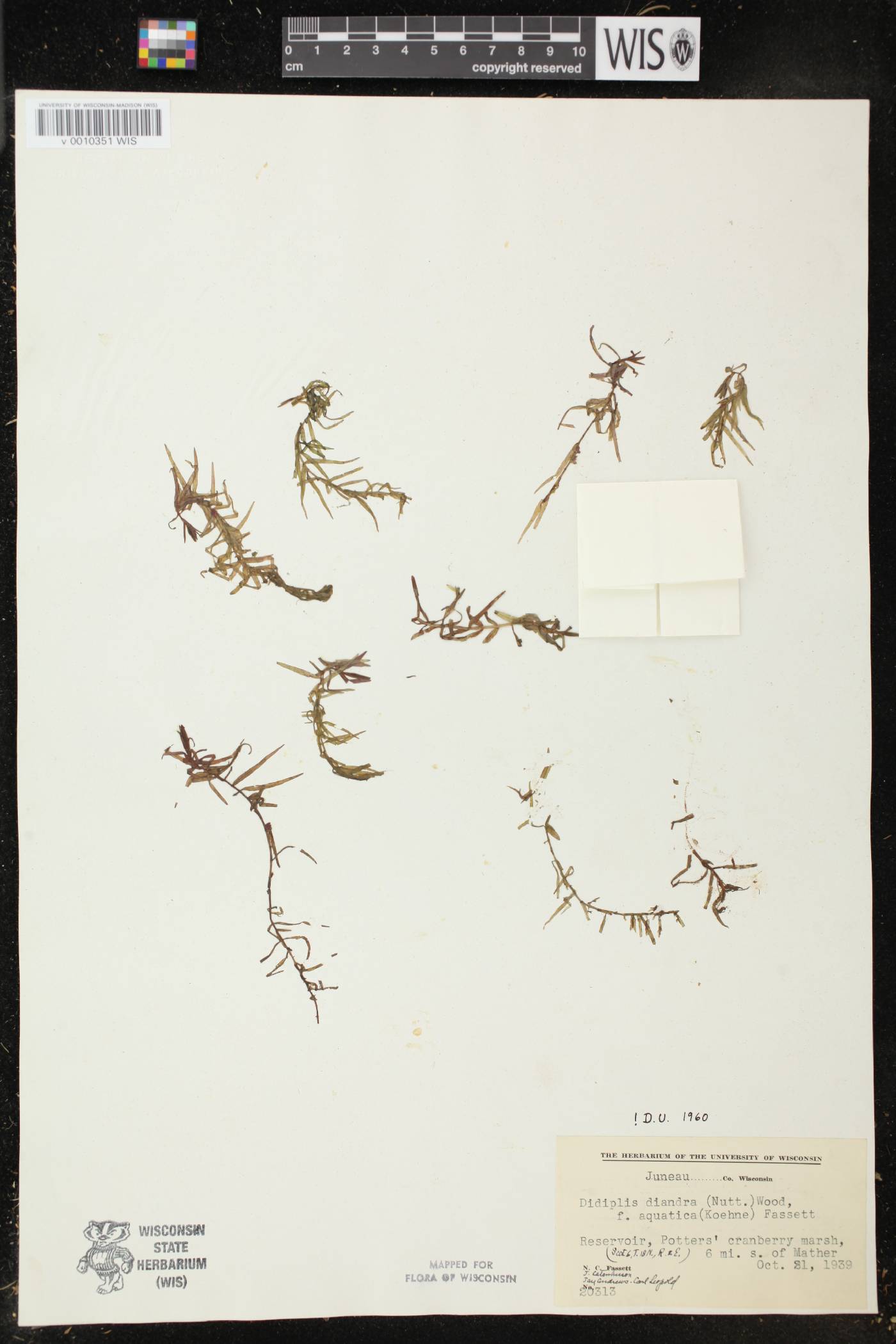 Didiplis diandra image
