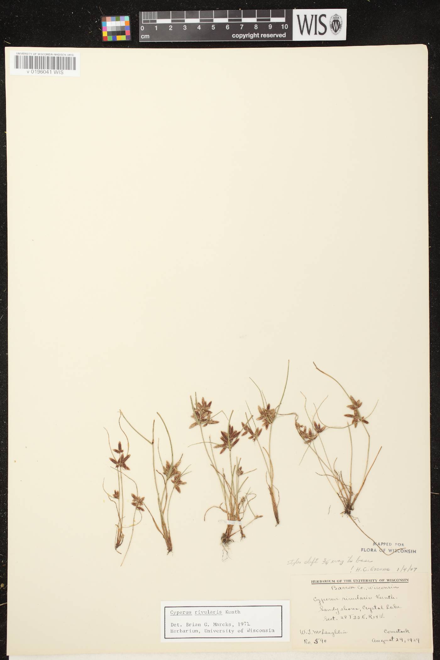 Cyperus bipartitus image