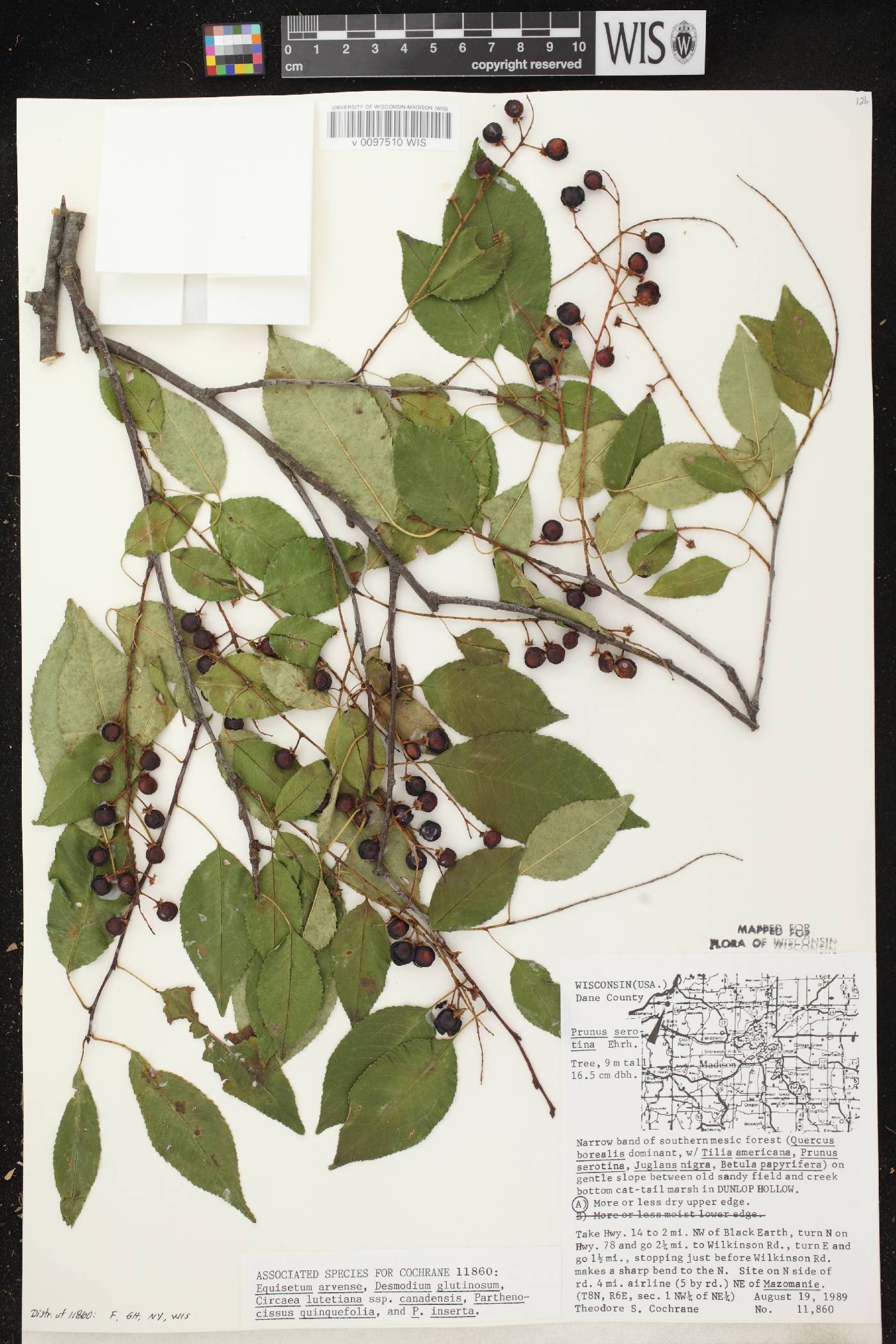 Prunus serotina var. serotina image