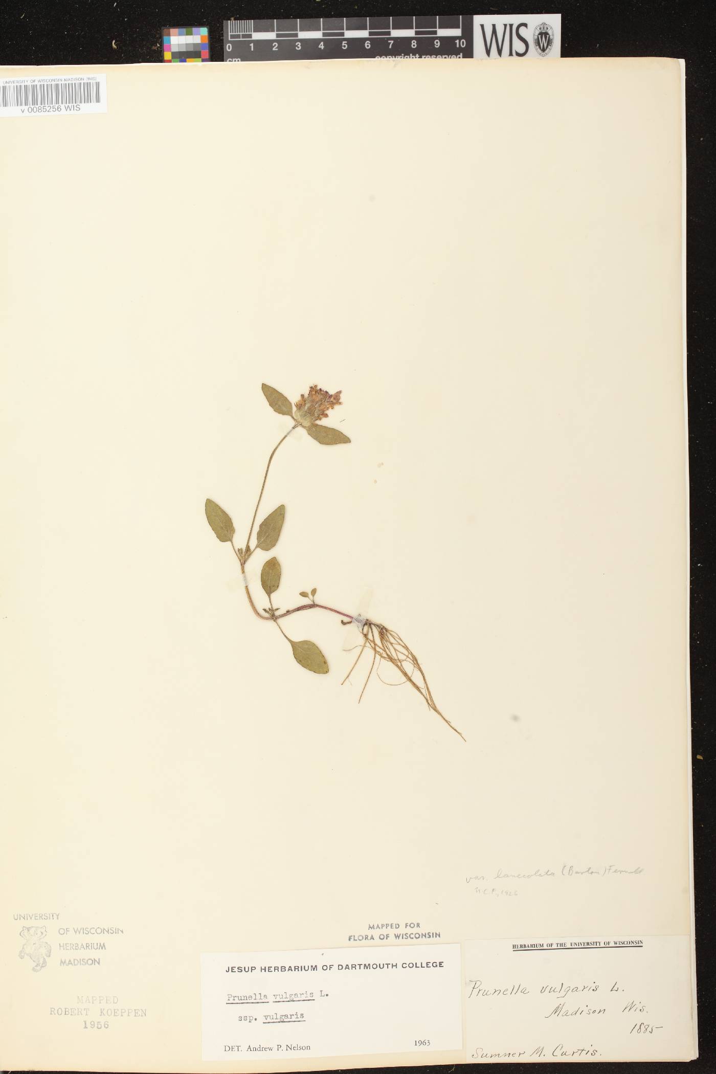 Prunella vulgaris image