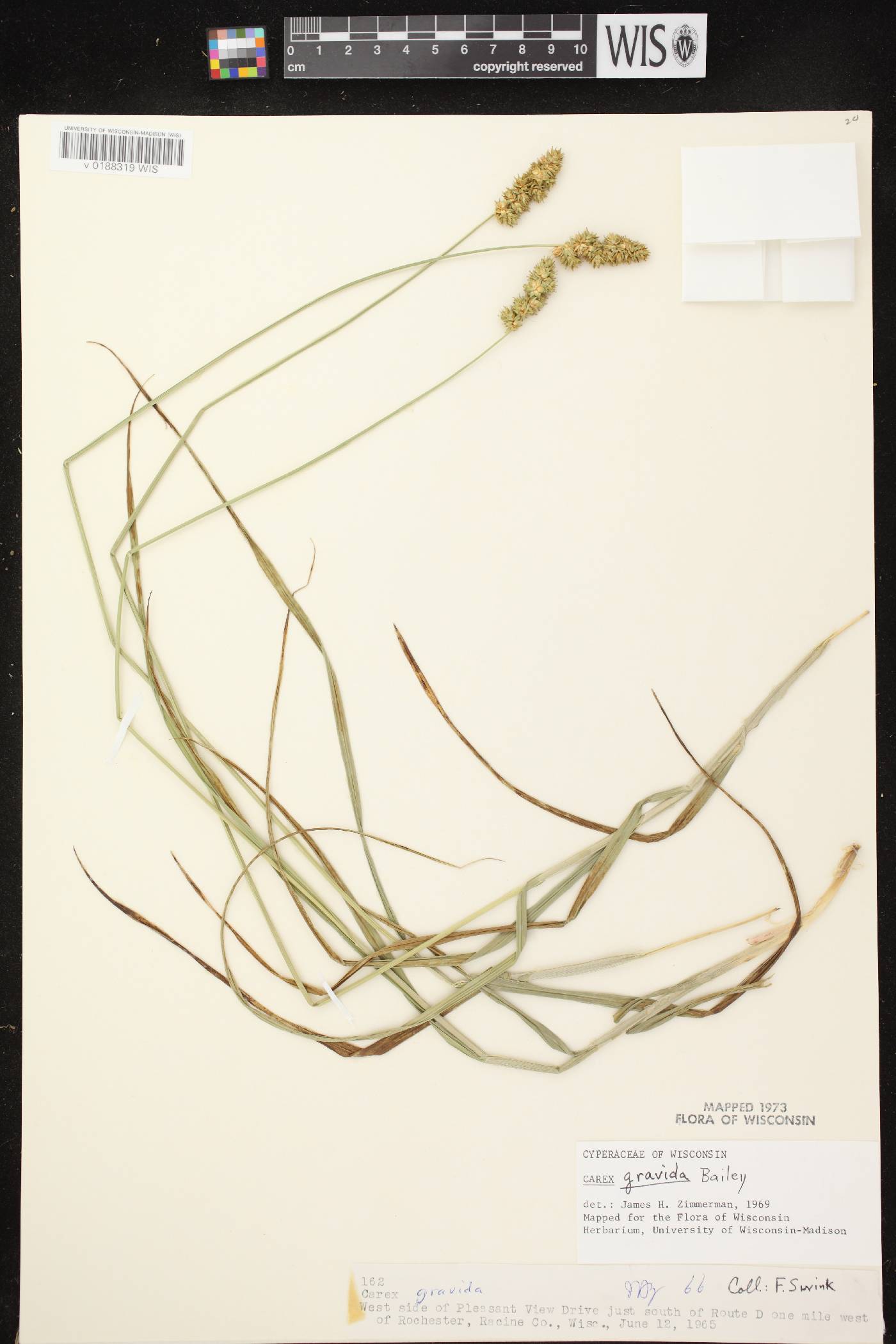 Carex gravida image