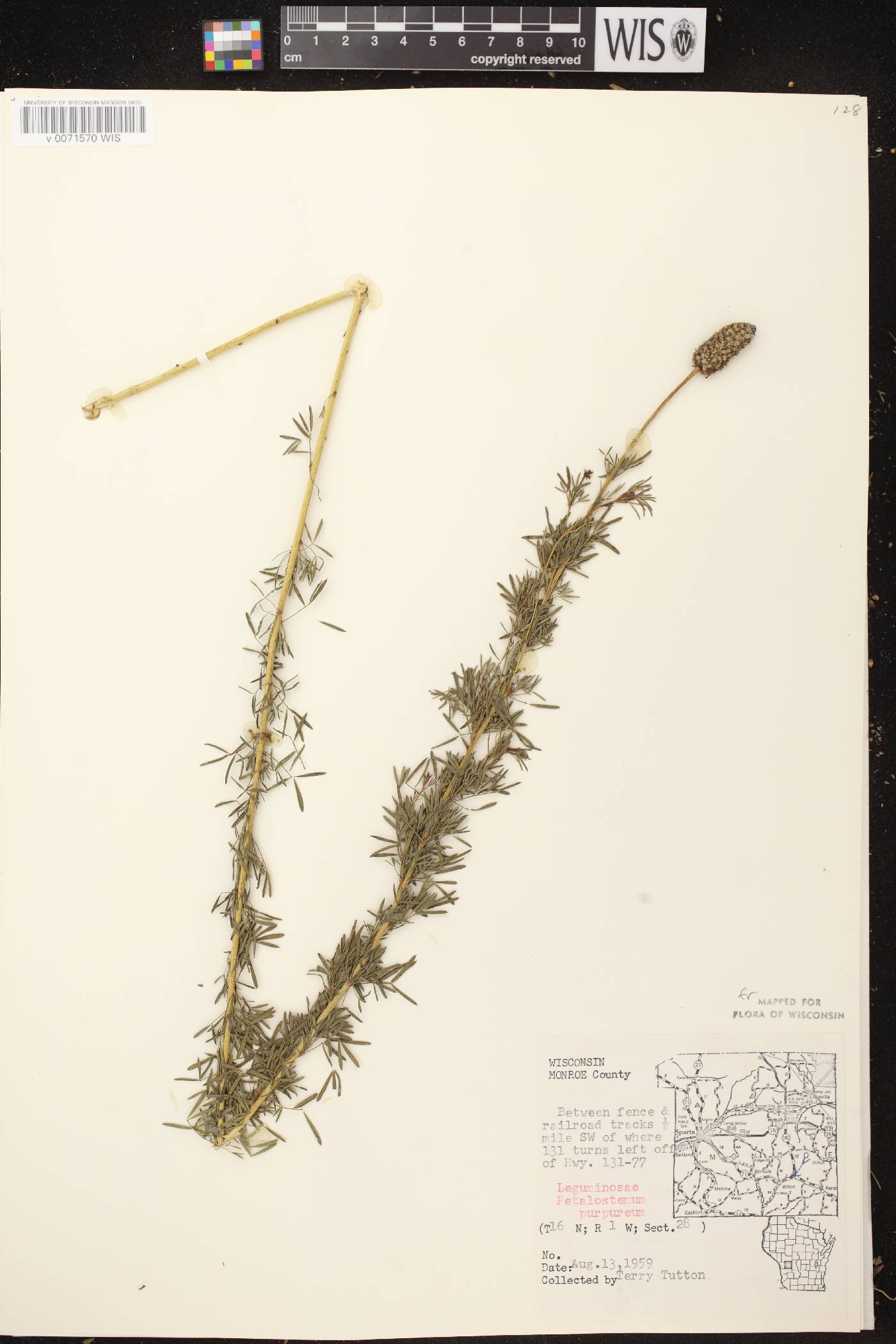 Dalea purpurea var. purpurea image