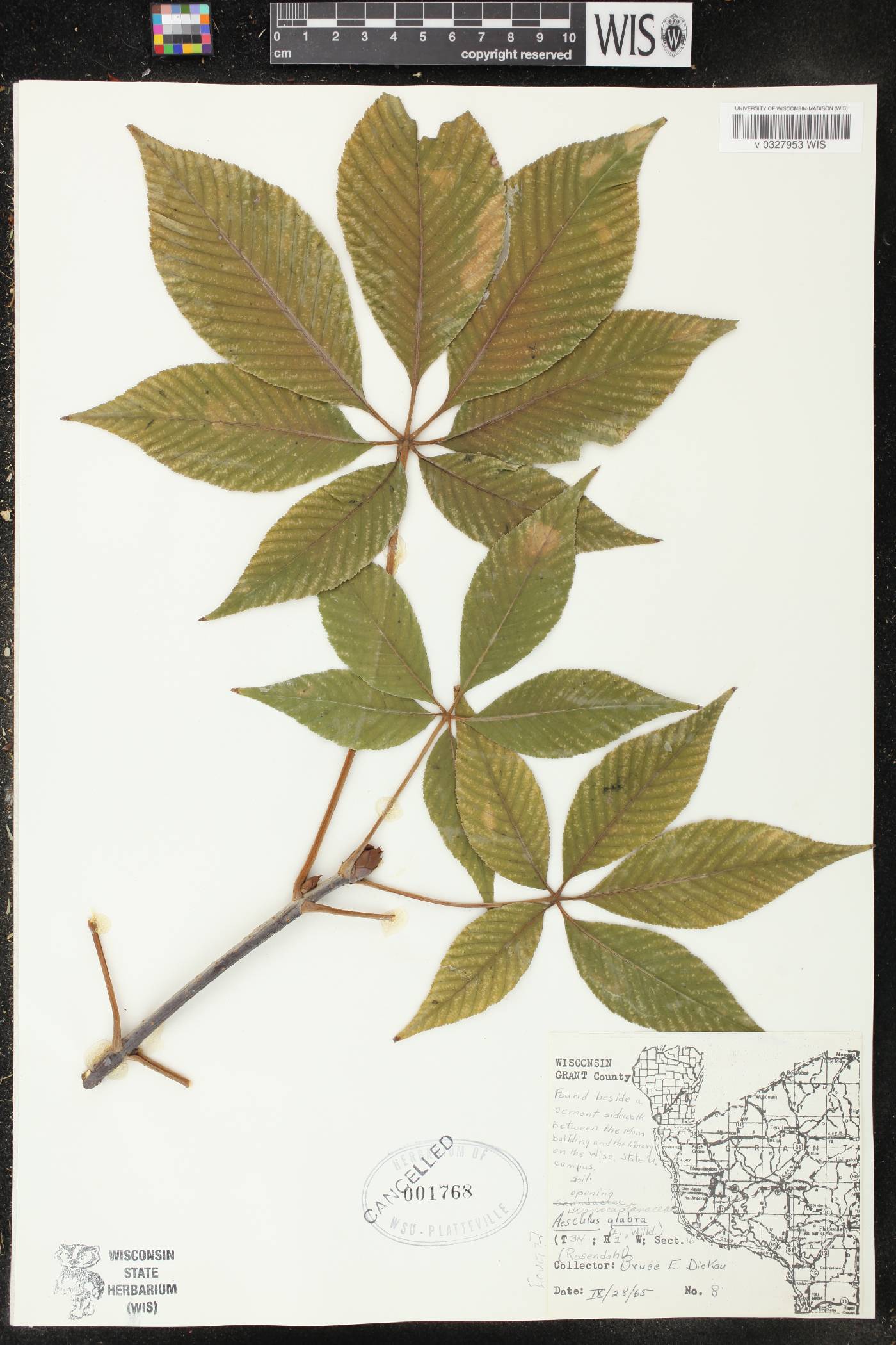Aesculus glabra image