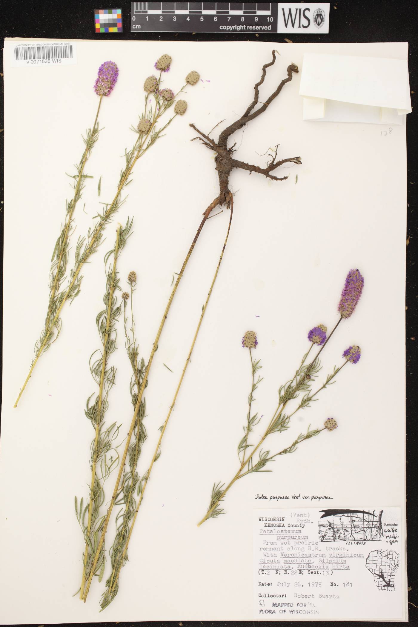 Dalea purpurea image