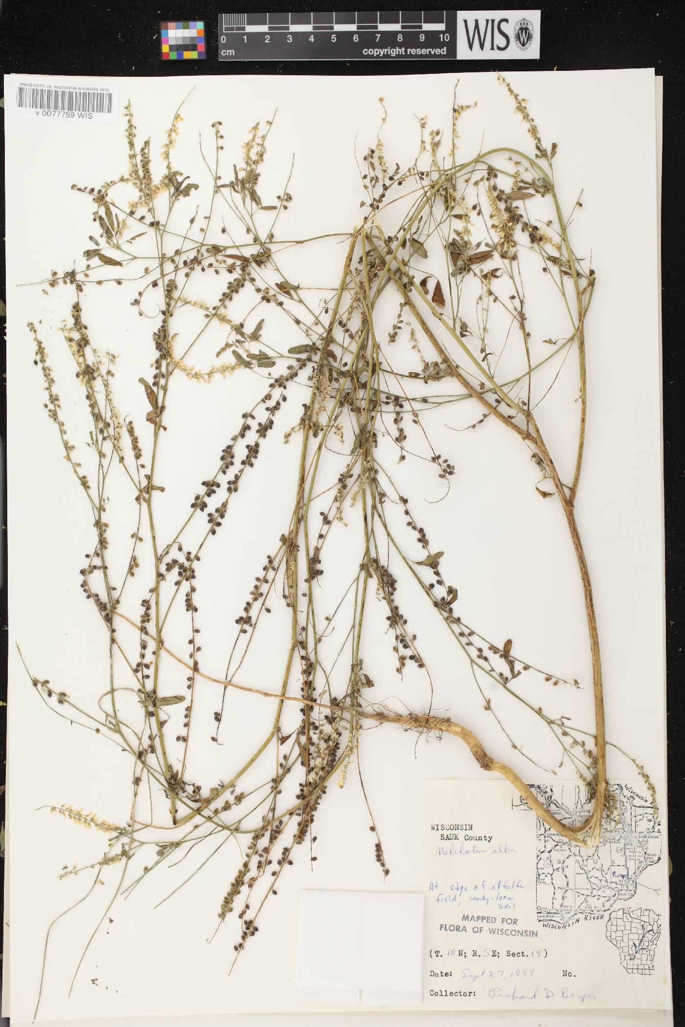 Melilotus albus image
