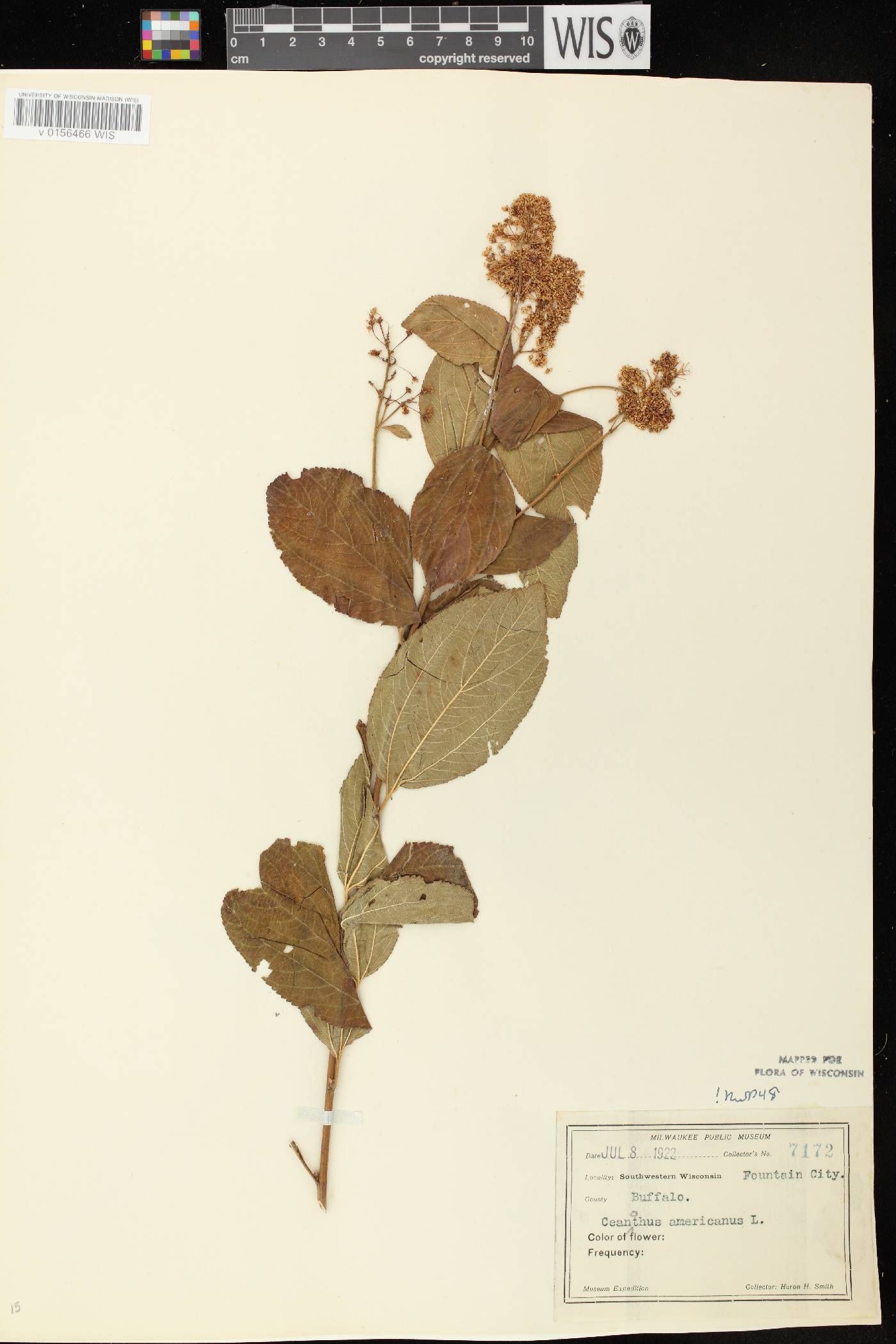 Ceanothus americanus image