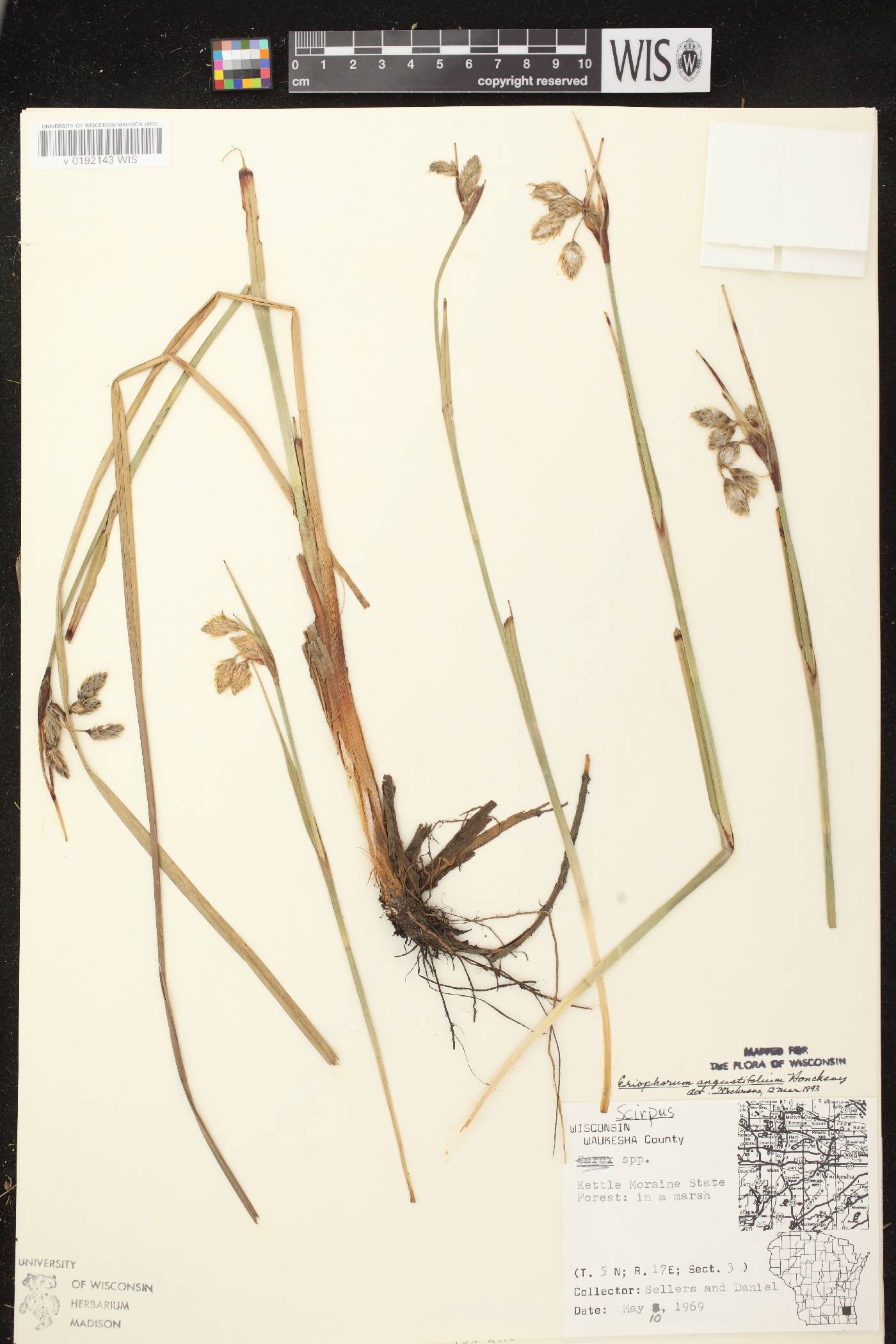 Eriophorum angustifolium subsp. angustifolium image