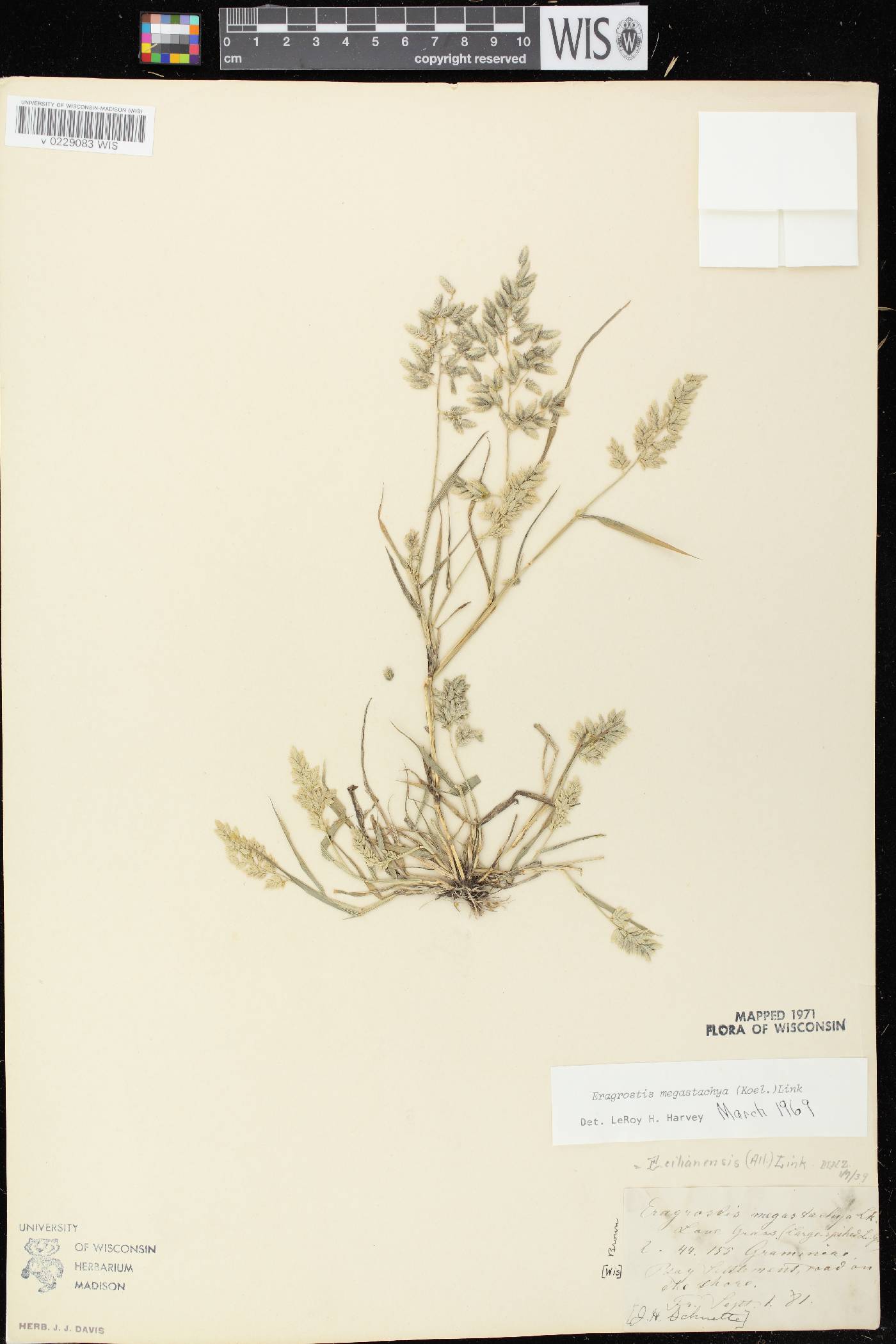 Eragrostis cilianensis image