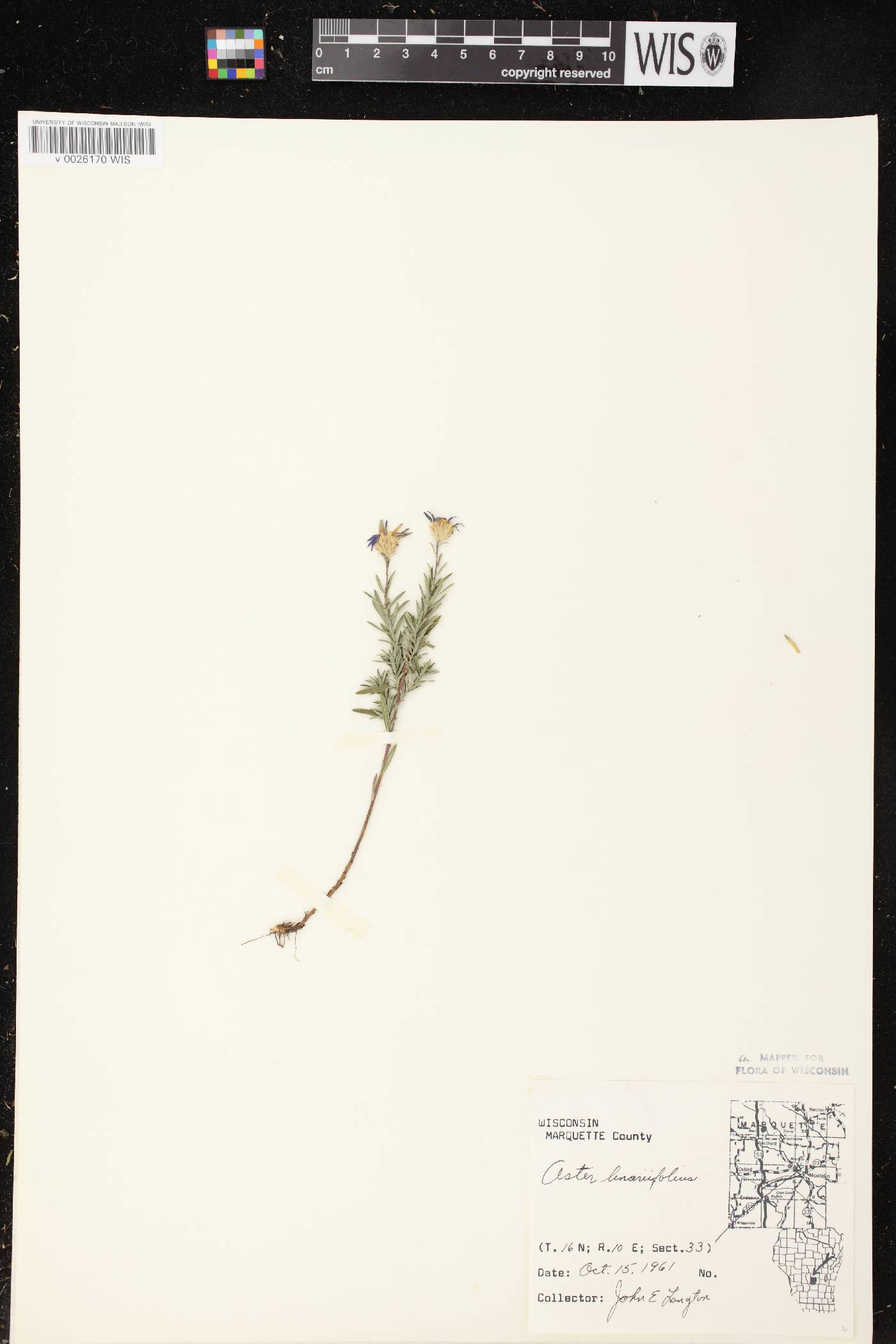 Ionactis linariifolia image