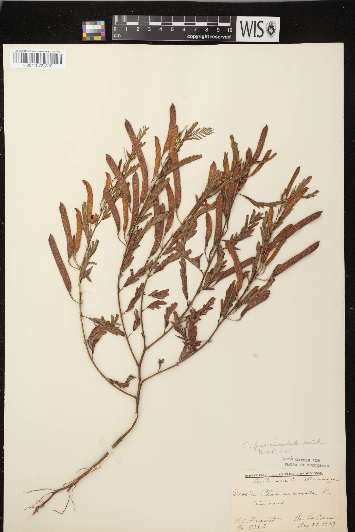 Chamaecrista fasciculata image