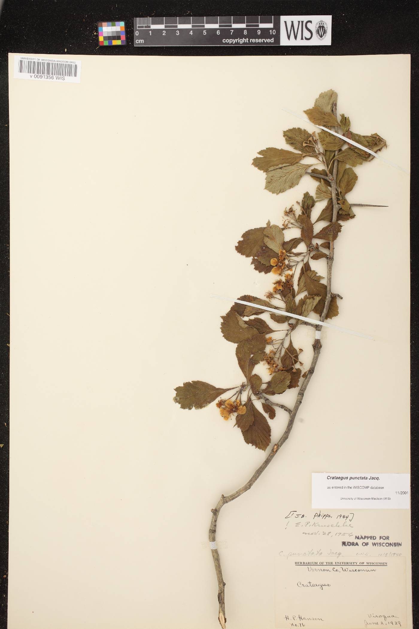 Crataegus punctata image