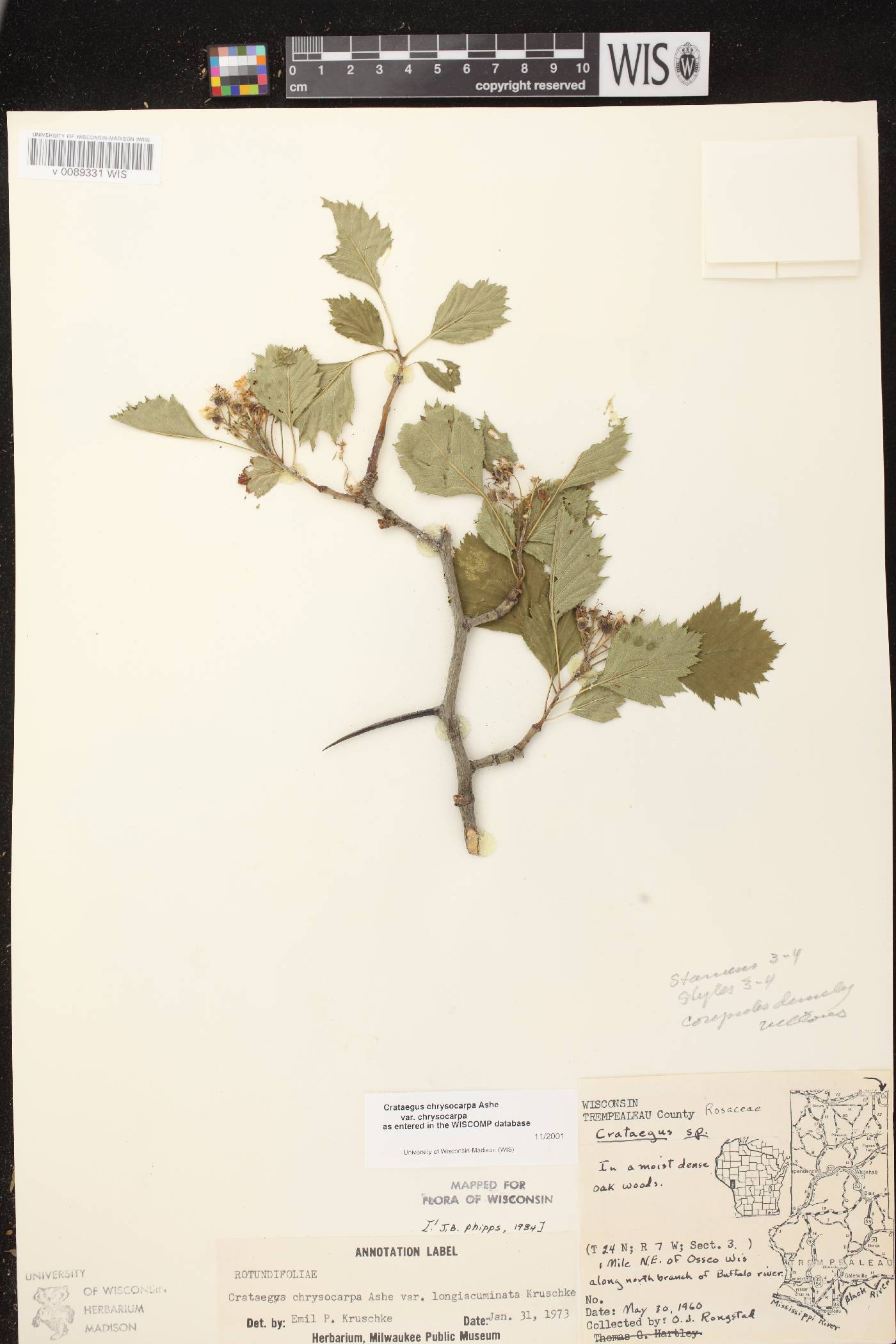 Crataegus chrysocarpa var. chrysocarpa image