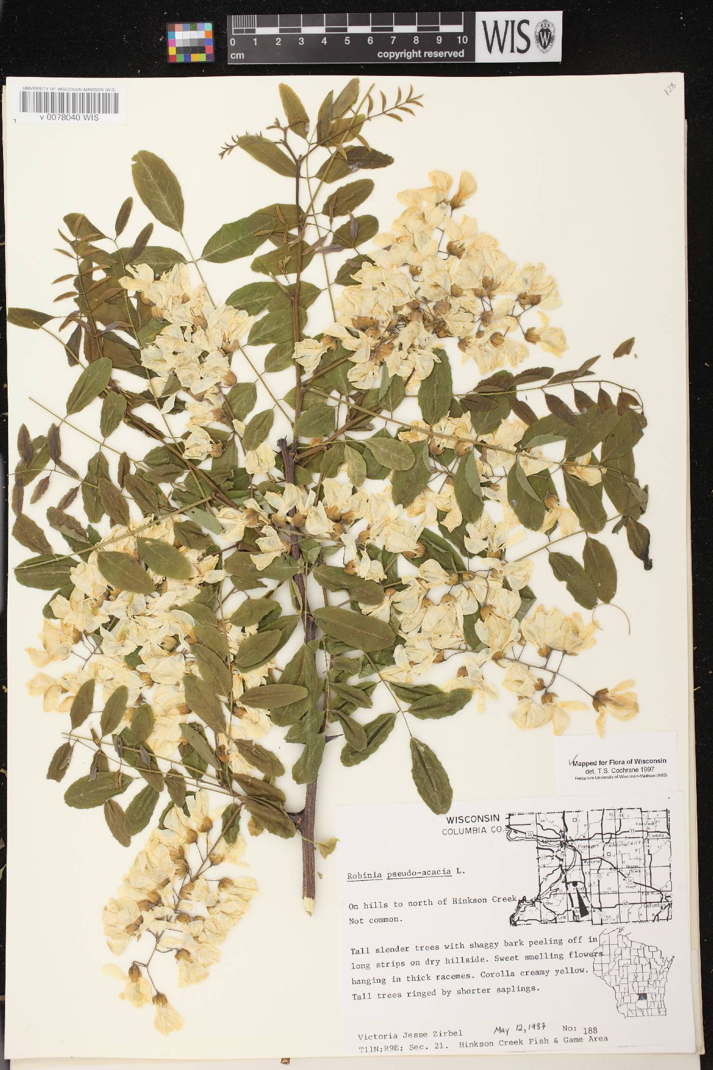 Robinia pseudoacacia image
