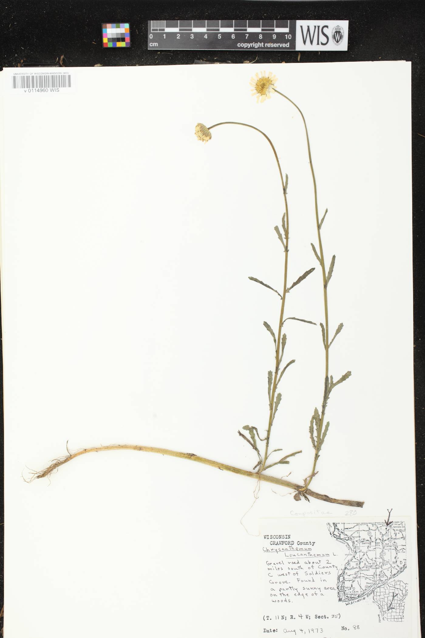 Leucanthemum vulgare image