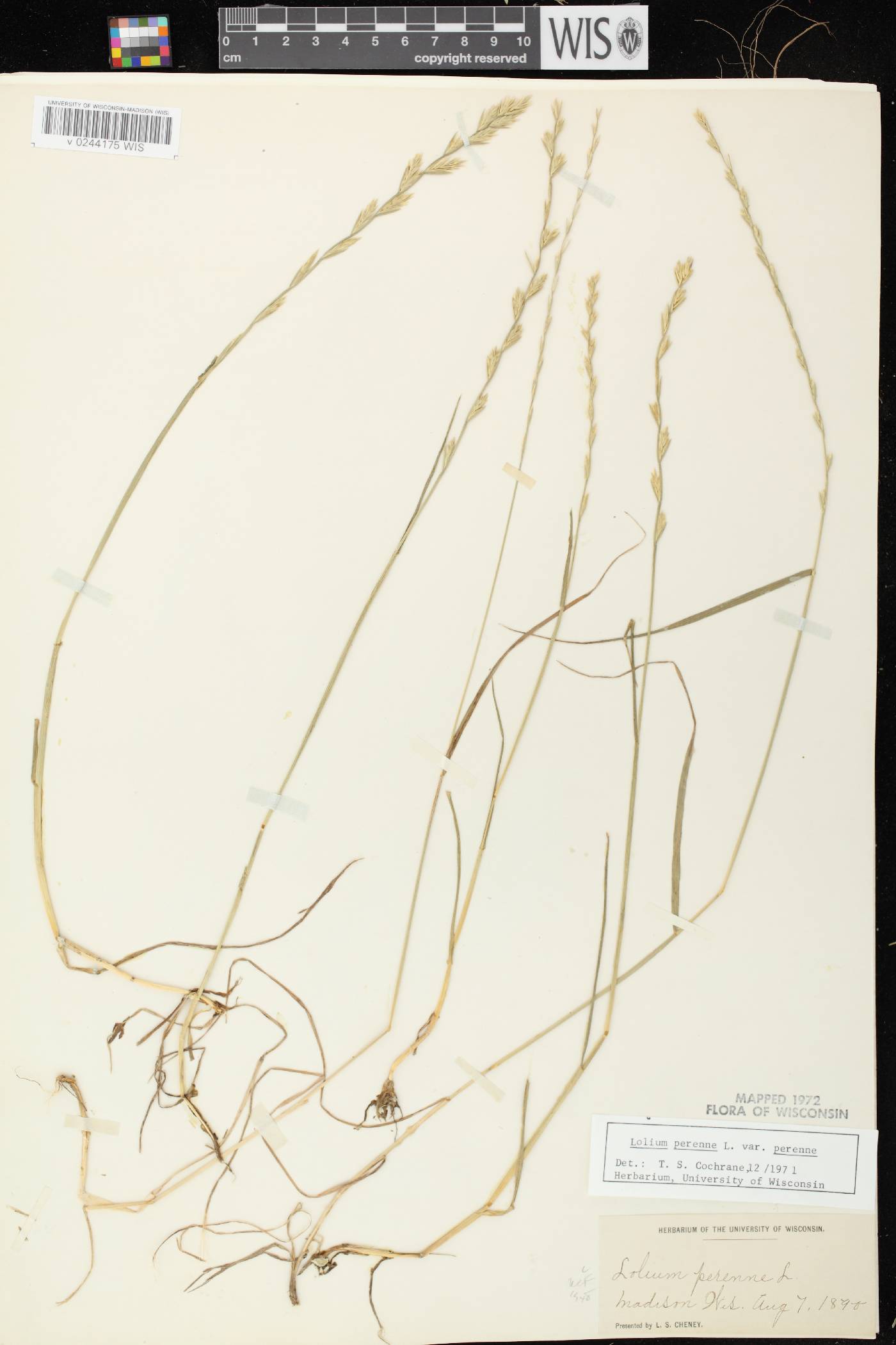 Lolium perenne subsp. perenne image