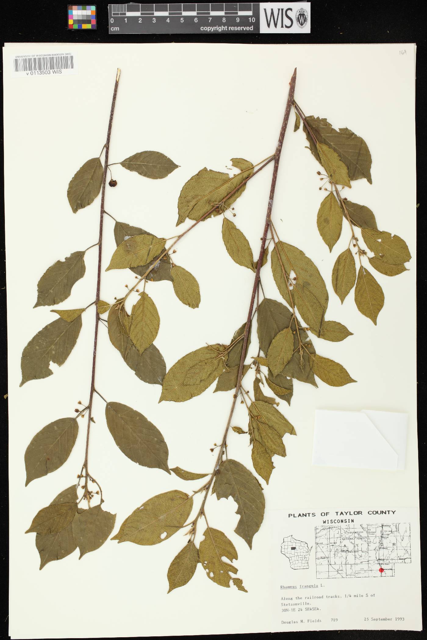 Frangula alnus image
