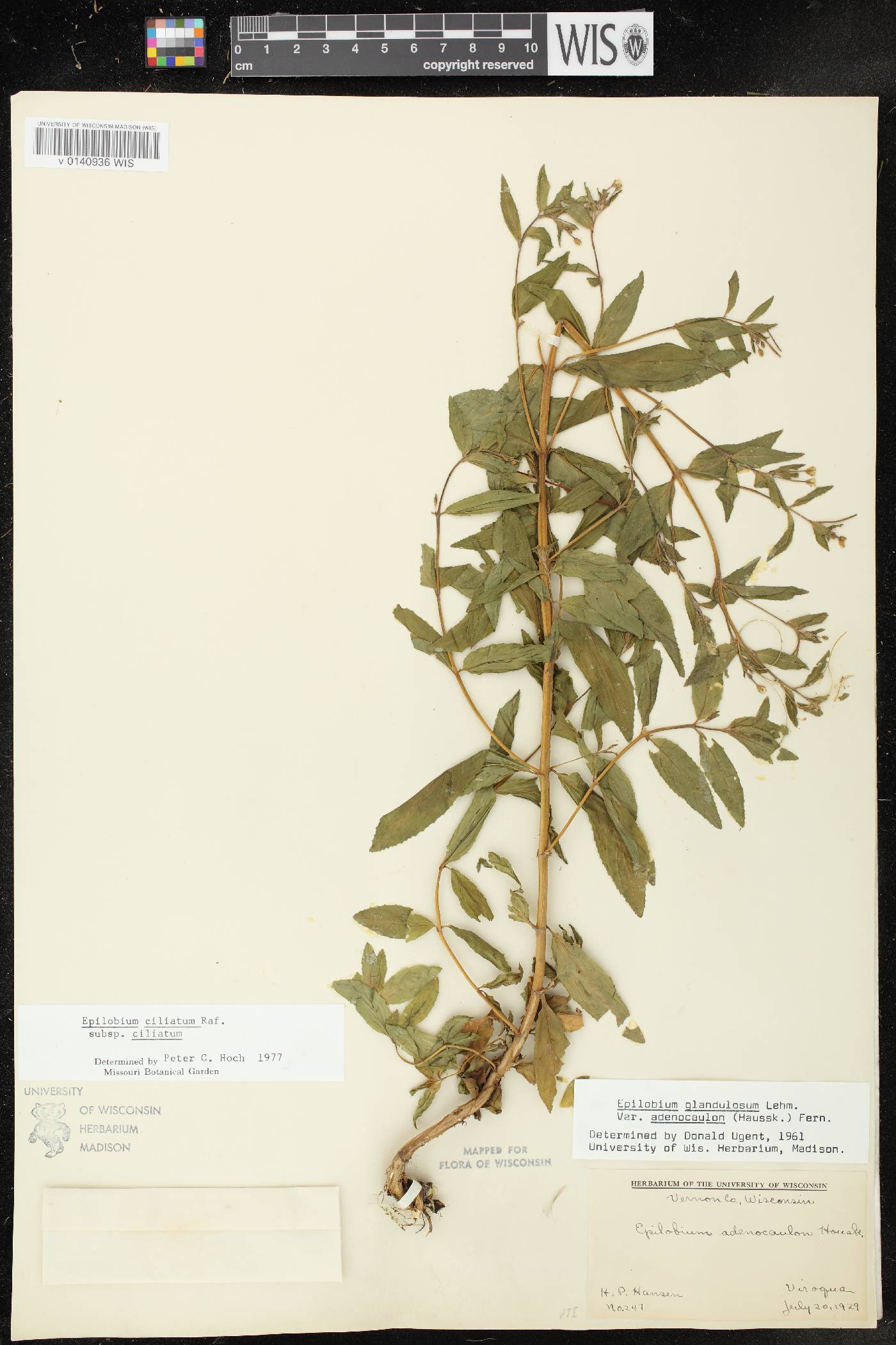 Epilobium ciliatum subsp. ciliatum image