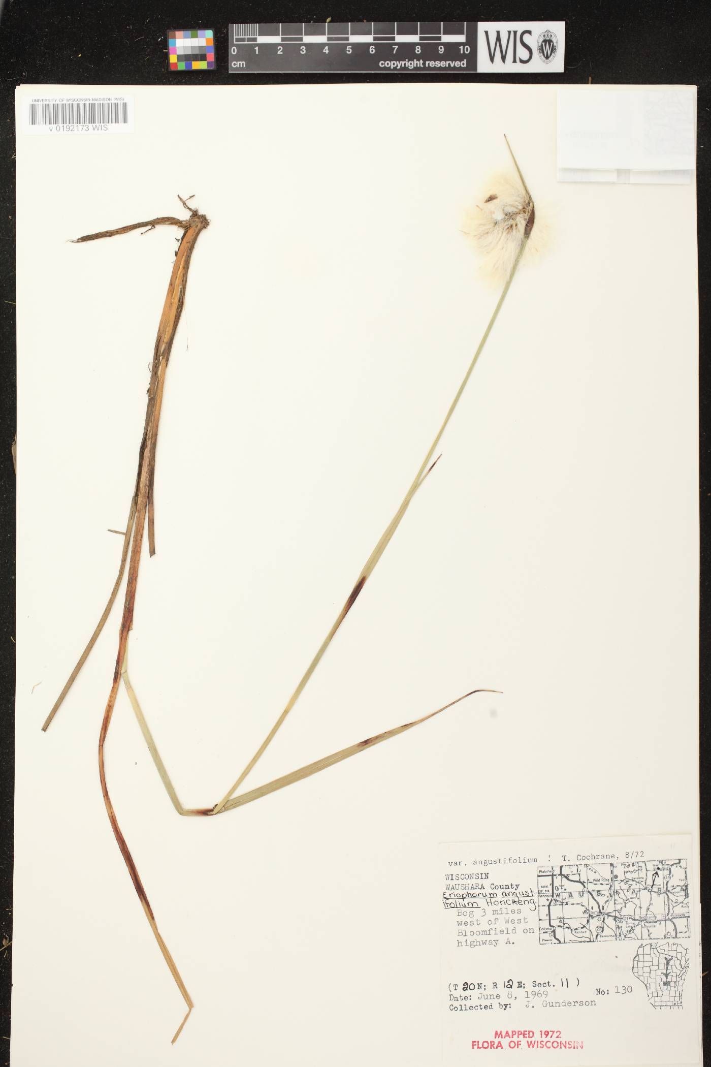 Eriophorum angustifolium subsp. angustifolium image