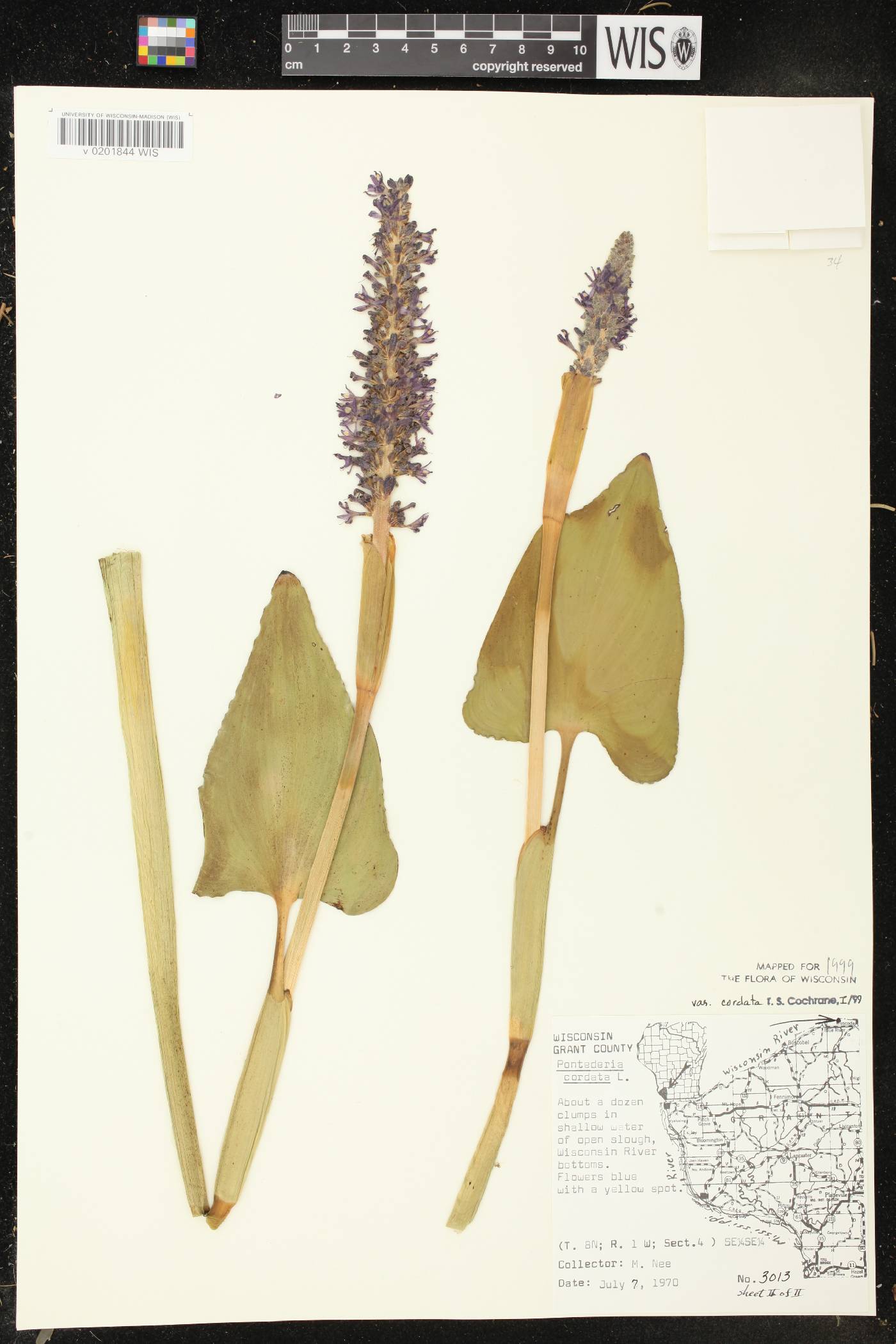 Pontederia cordata image