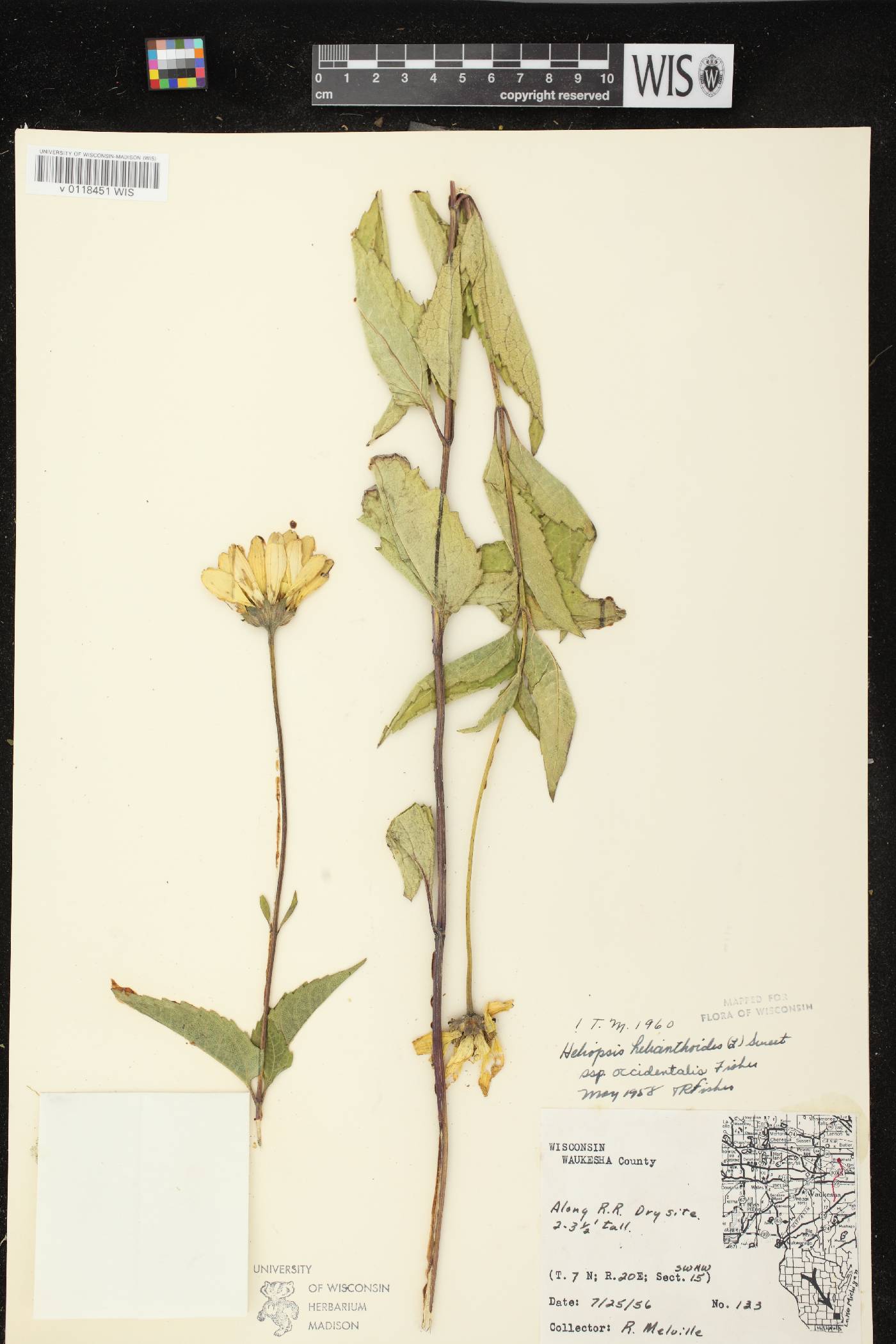 Heliopsis helianthoides image