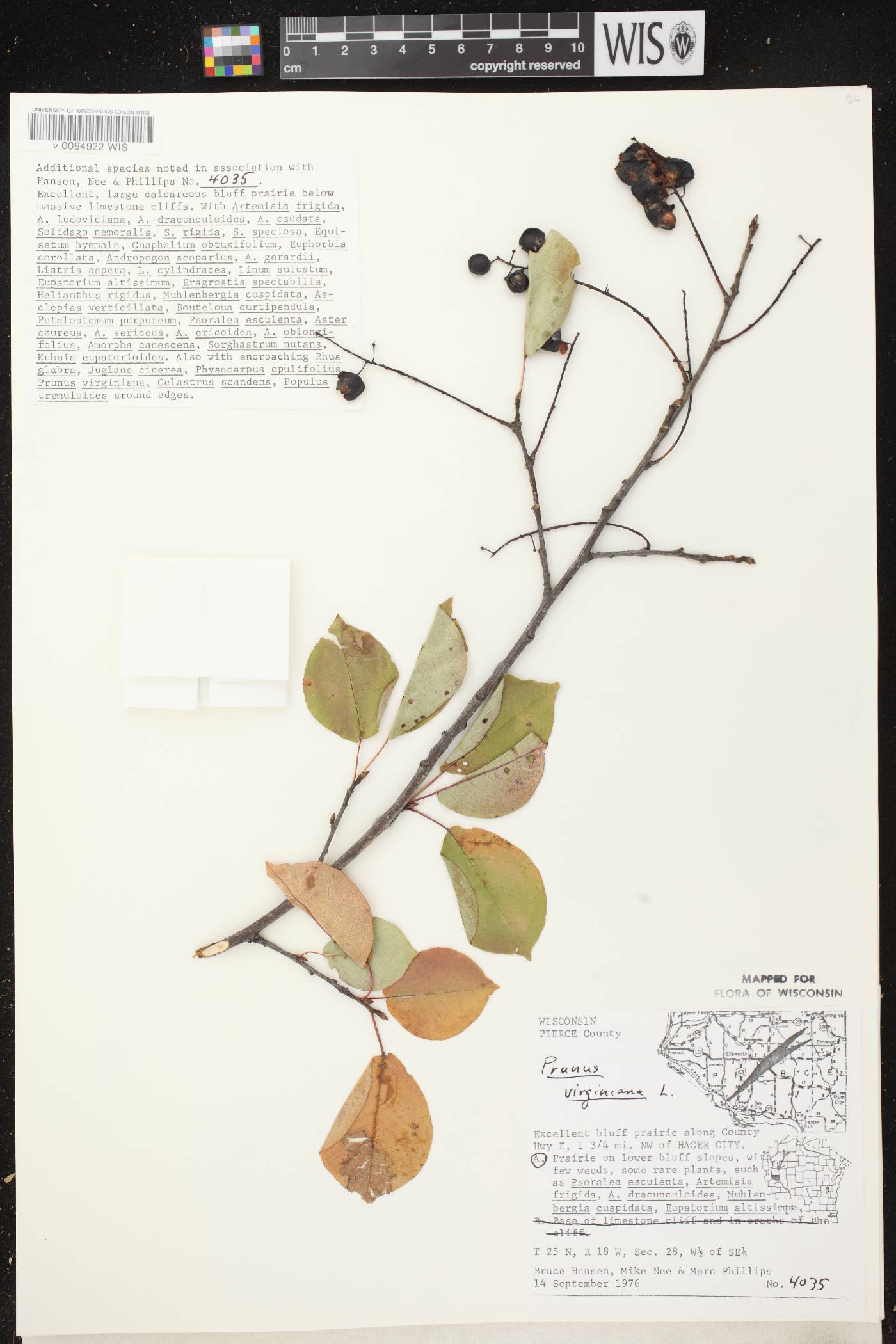 Prunus virginiana image