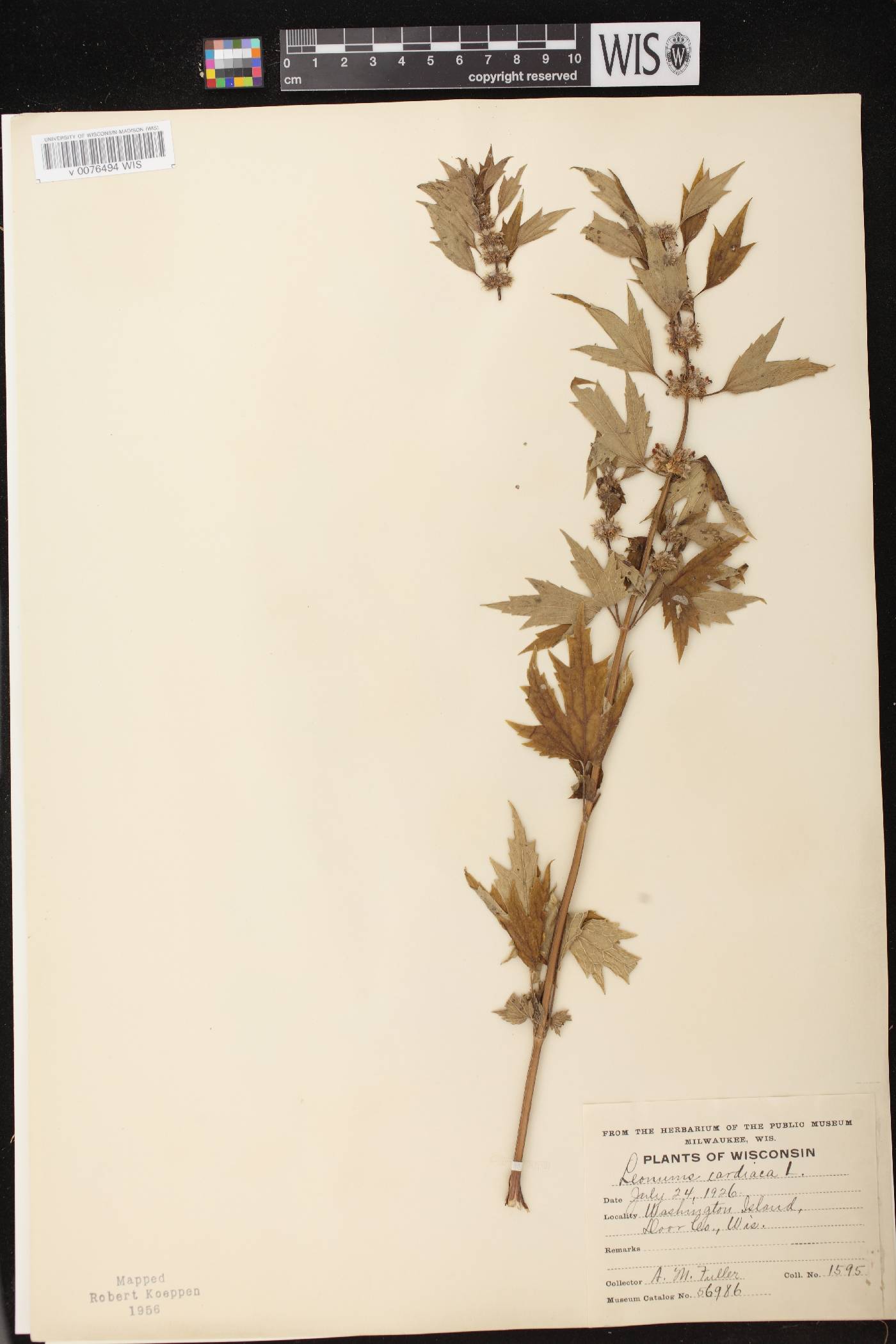 Leonurus cardiaca image