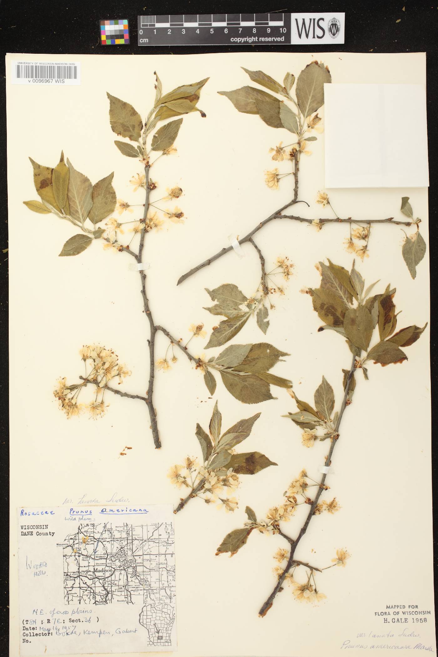Prunus americana image
