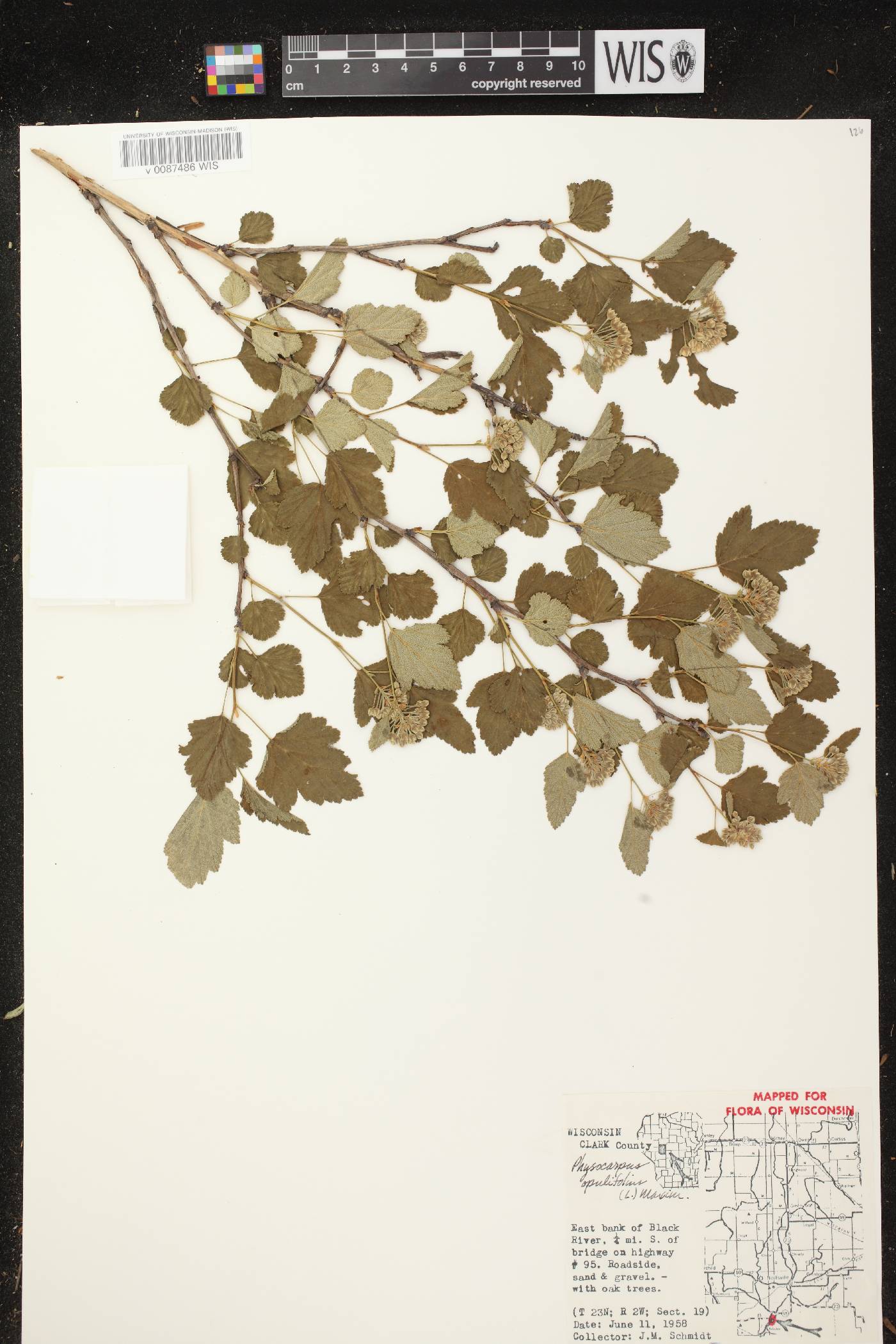 Physocarpus opulifolius image
