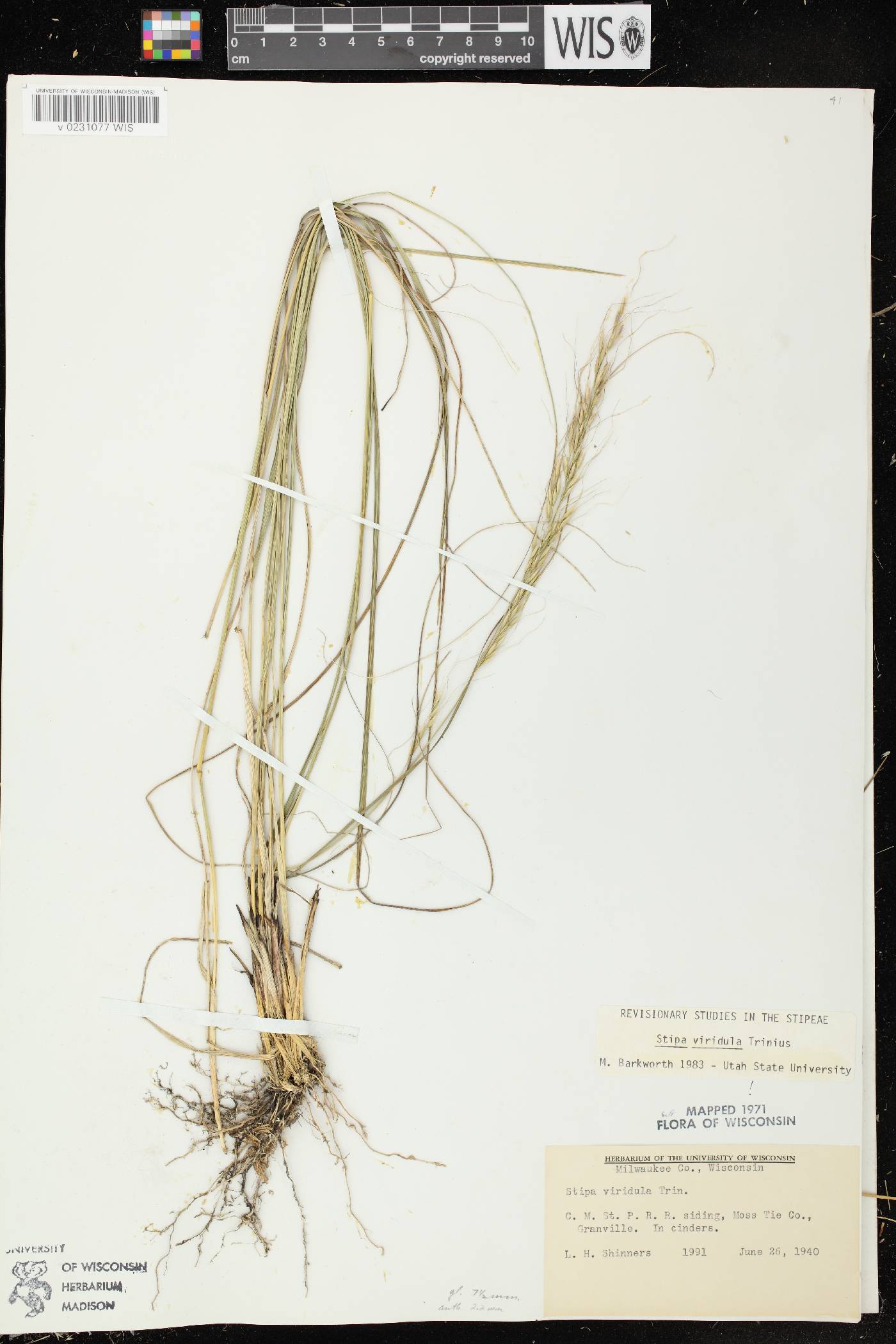Nassella viridula image