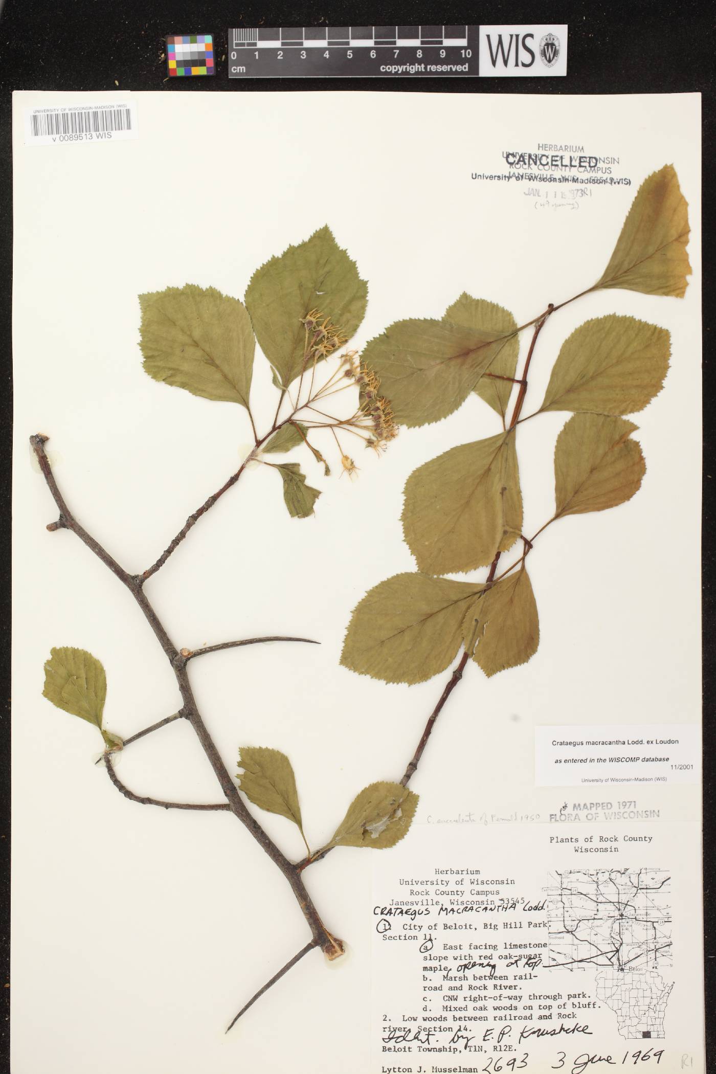 Crataegus macracantha image