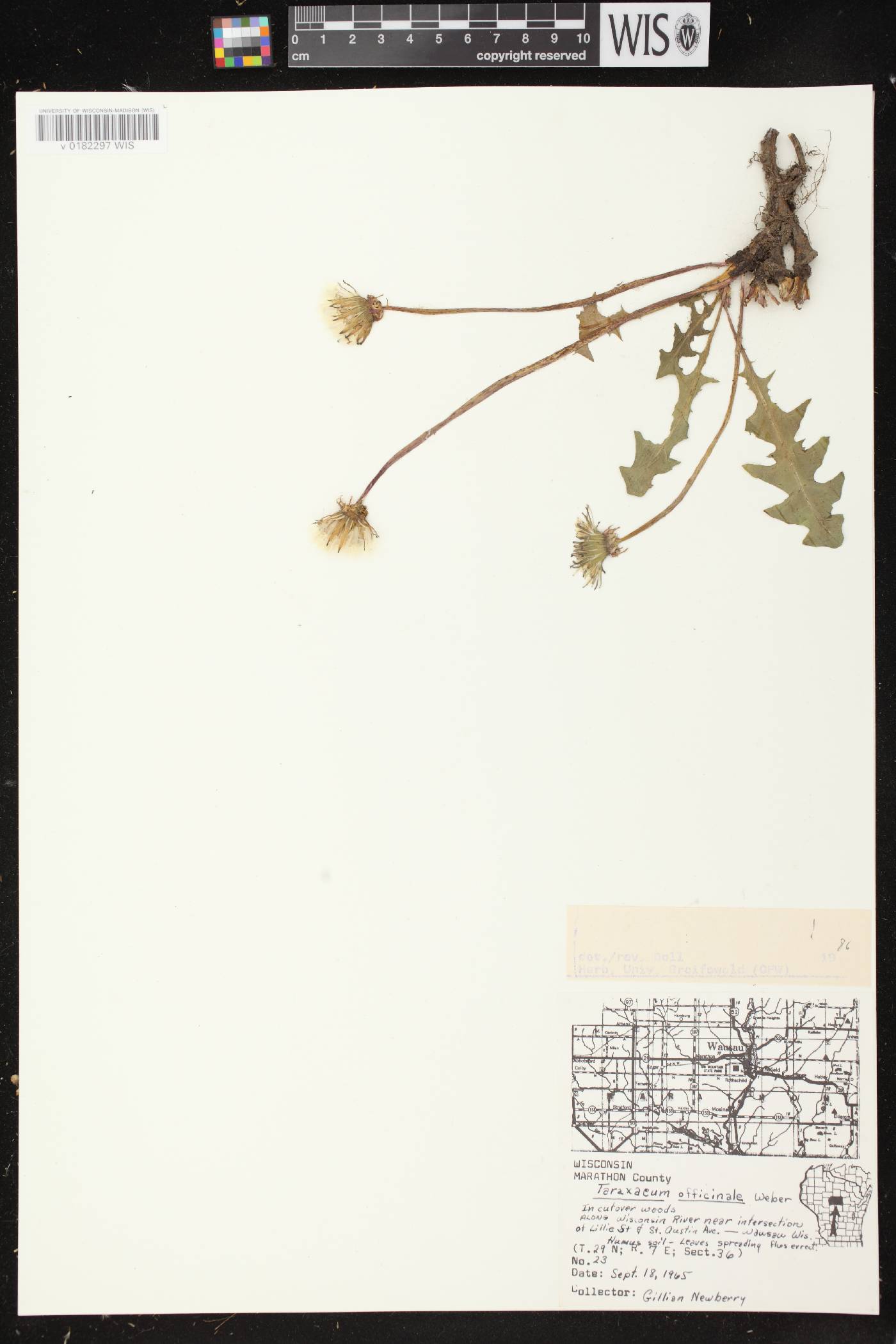 Taraxacum officinale image