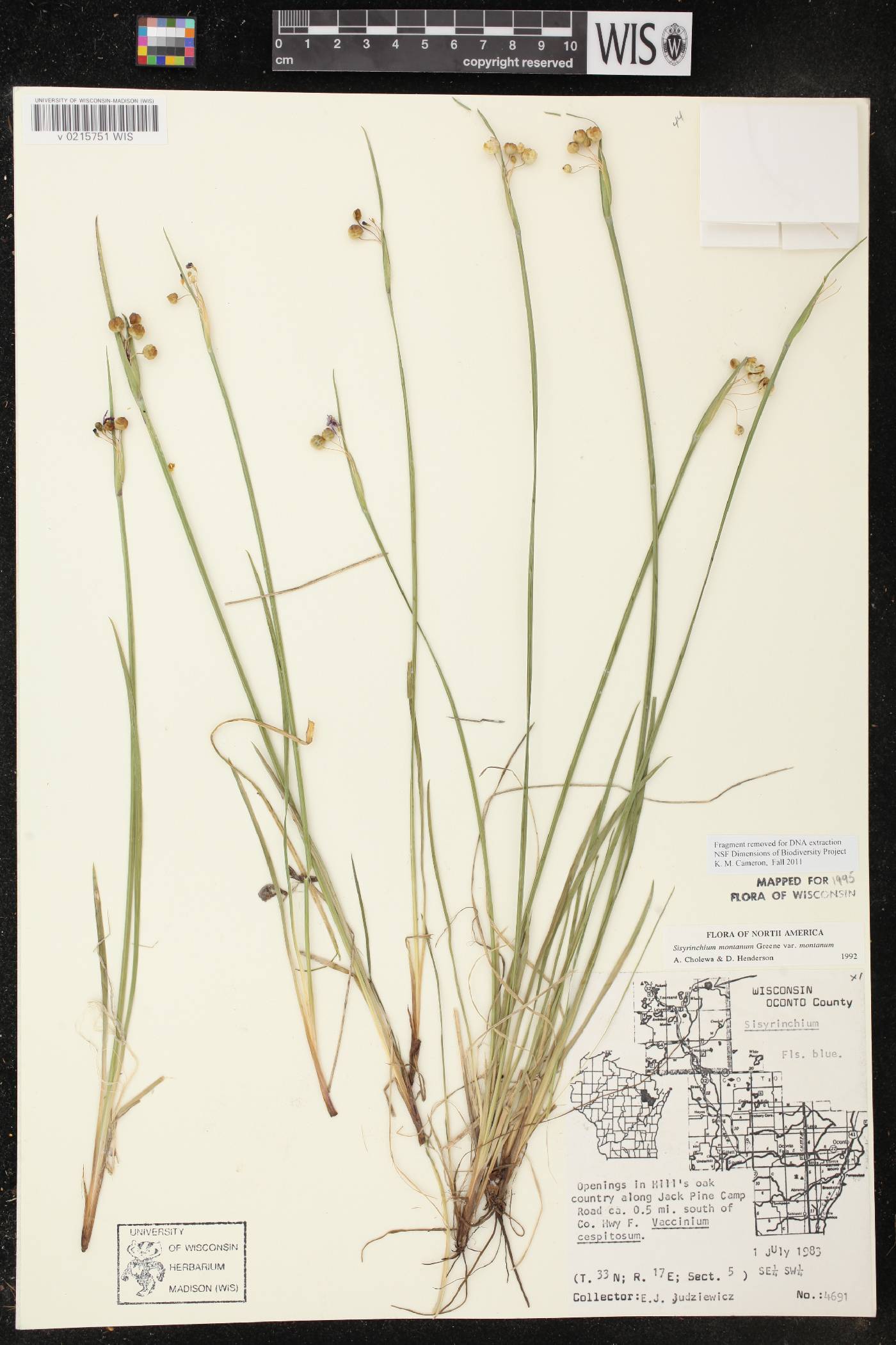 Sisyrinchium montanum image