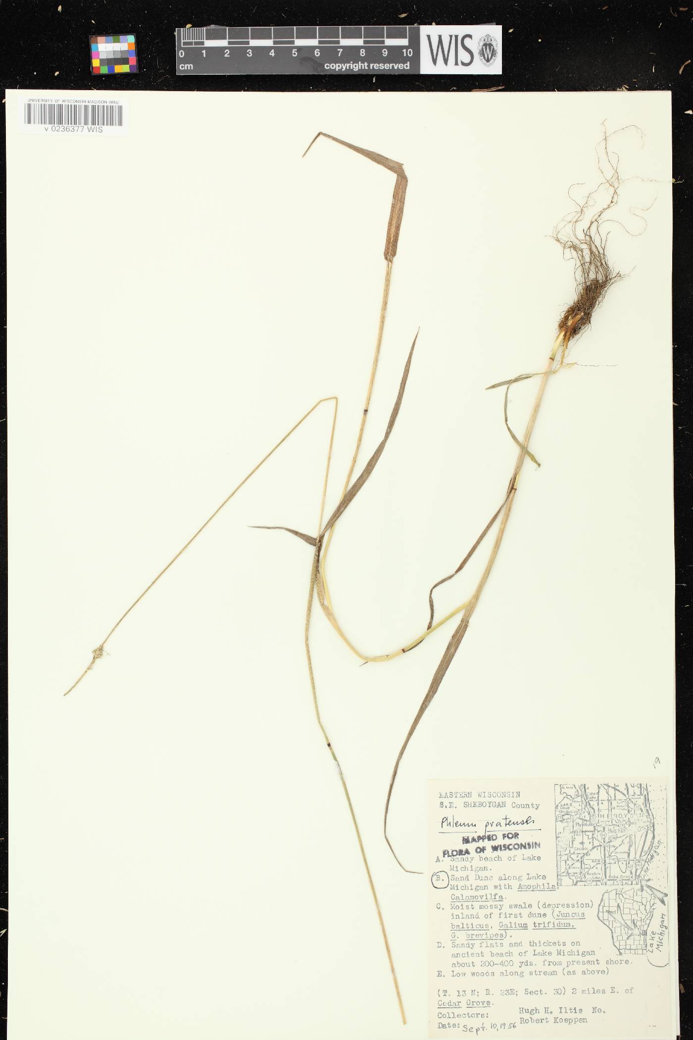 Phleum pratense image