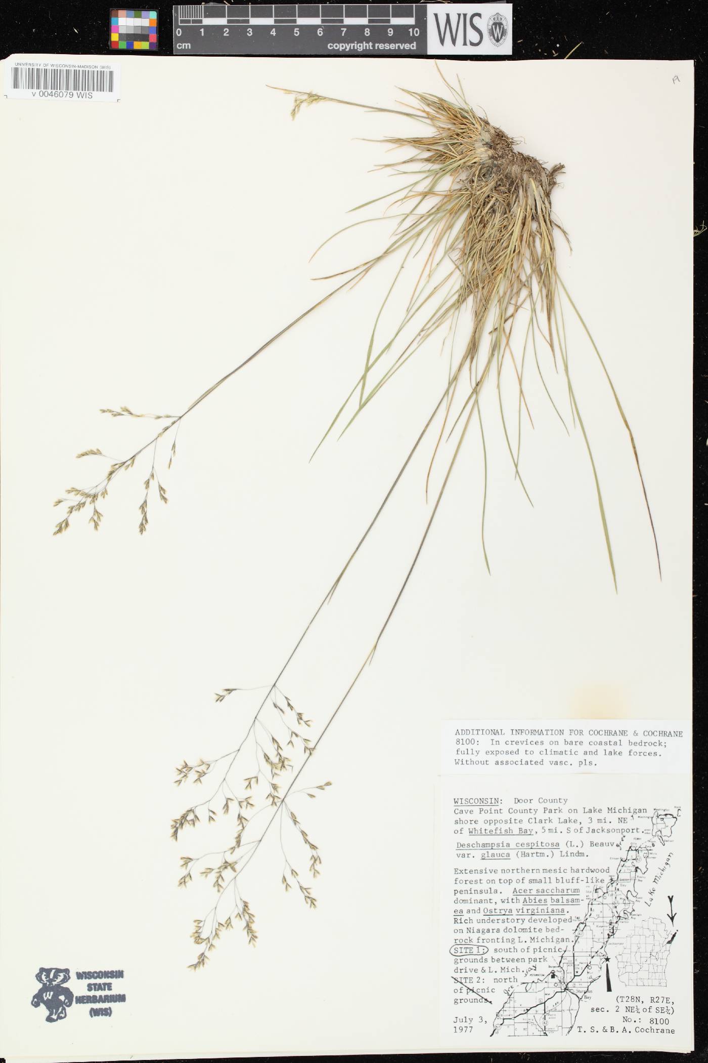Deschampsia cespitosa image