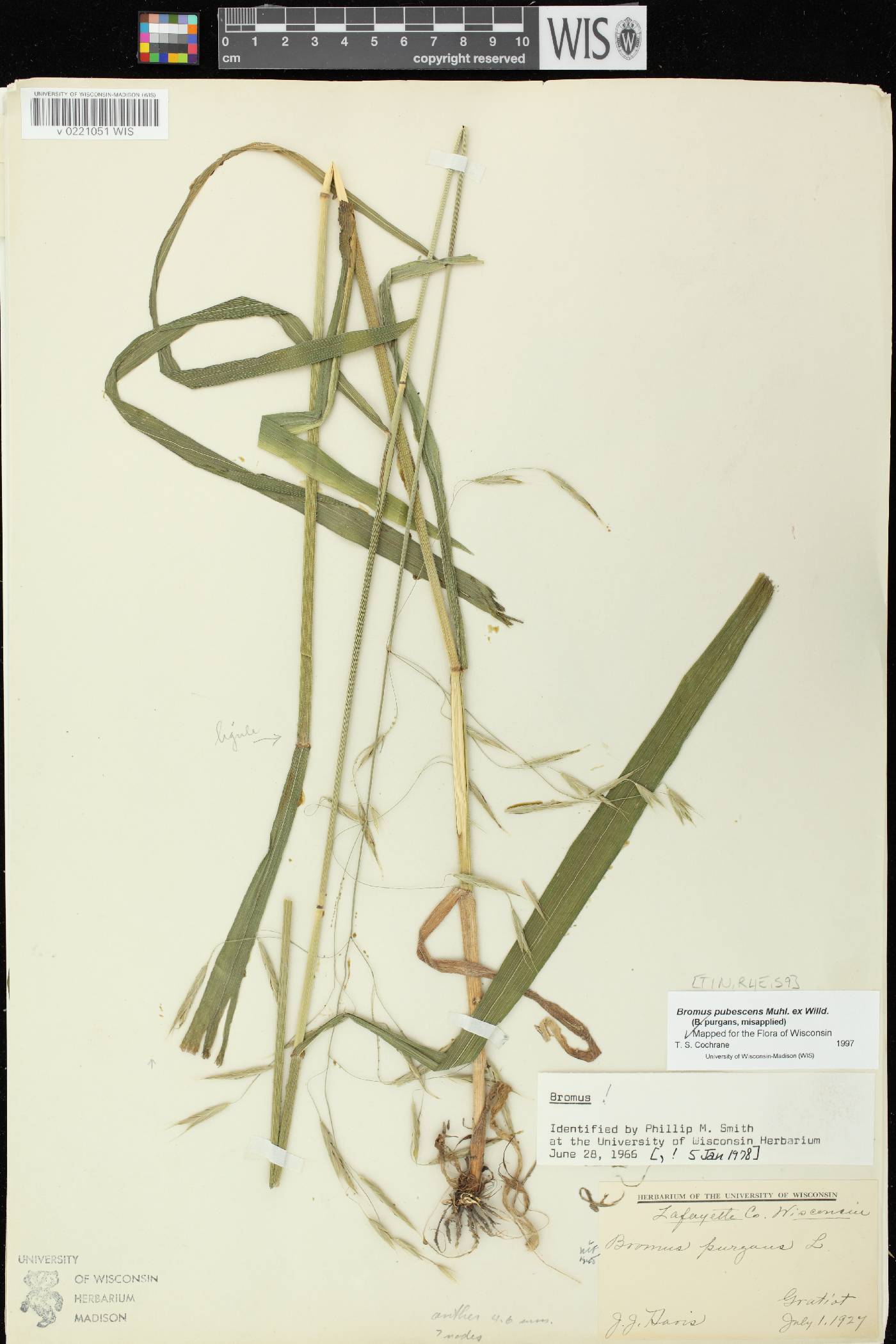 Bromus pubescens image