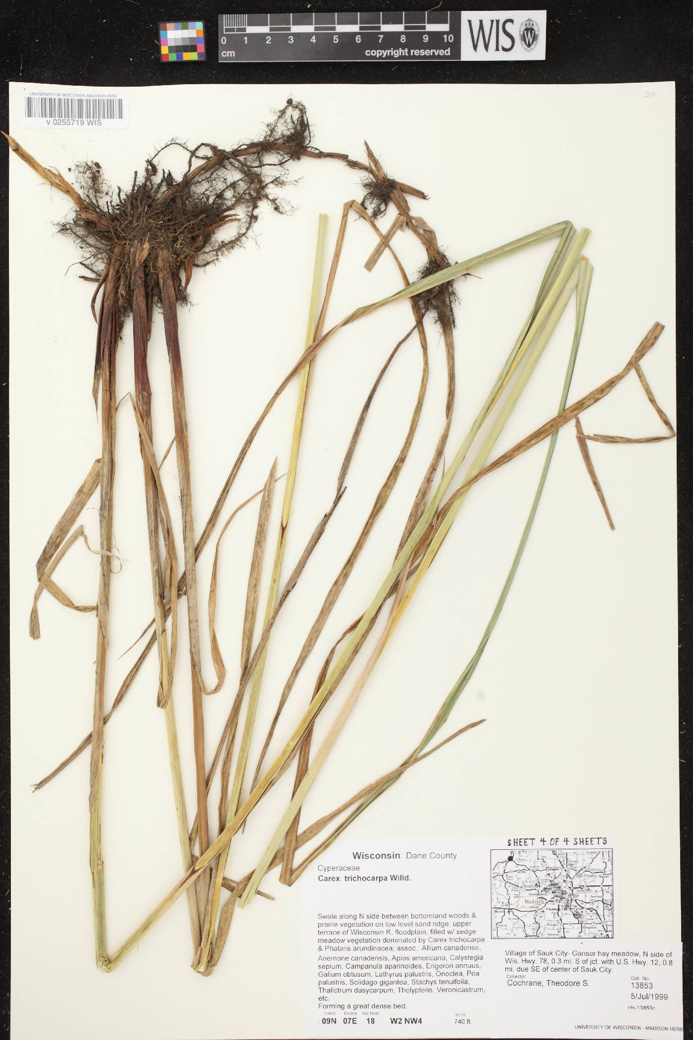 Carex trichocarpa image