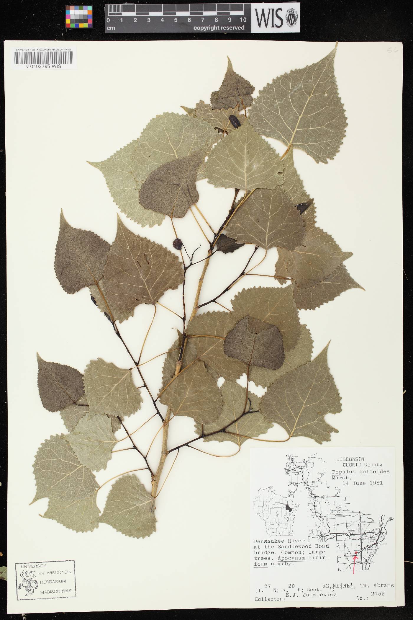 Populus deltoides subsp. monilifera image
