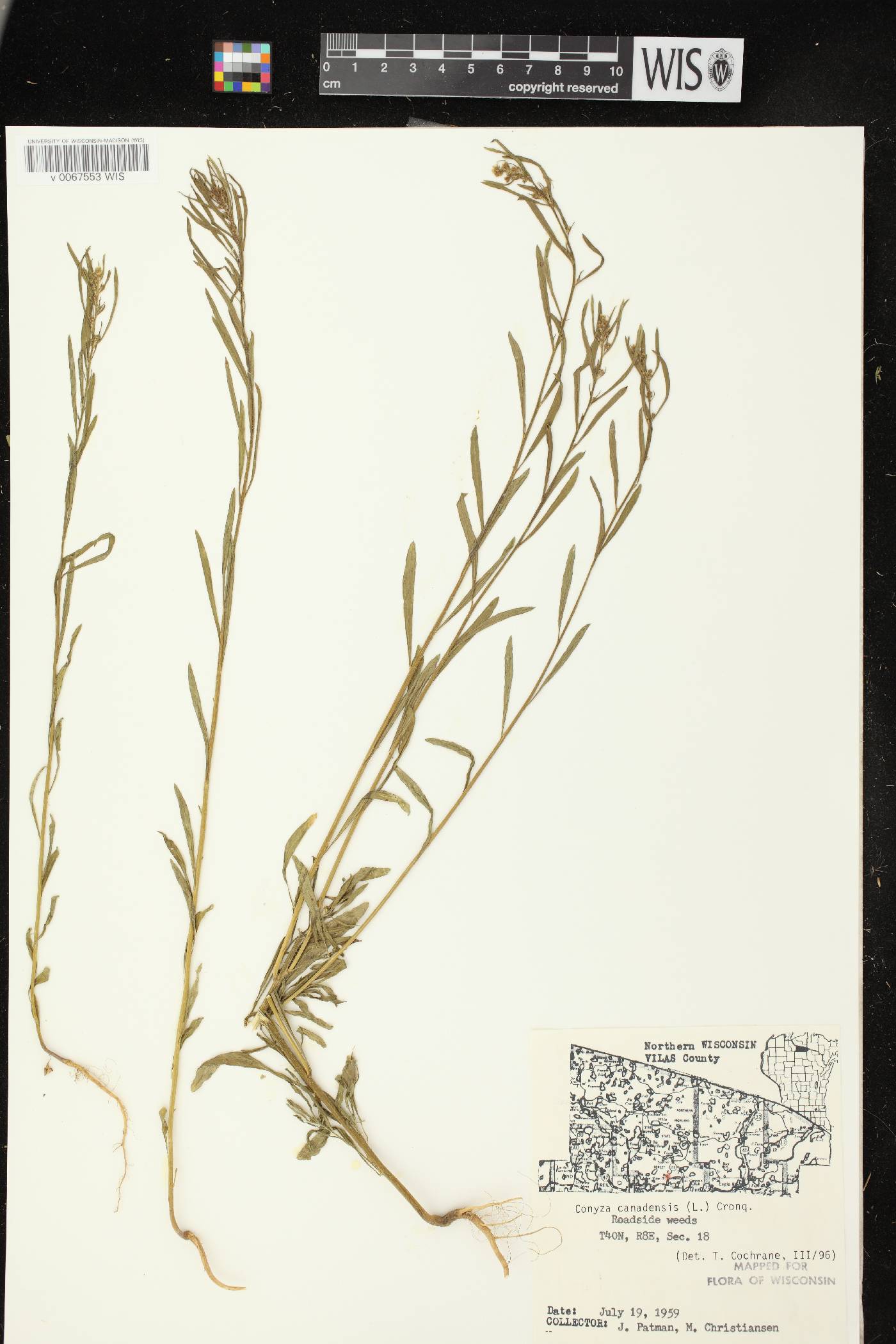 Conyza canadensis image
