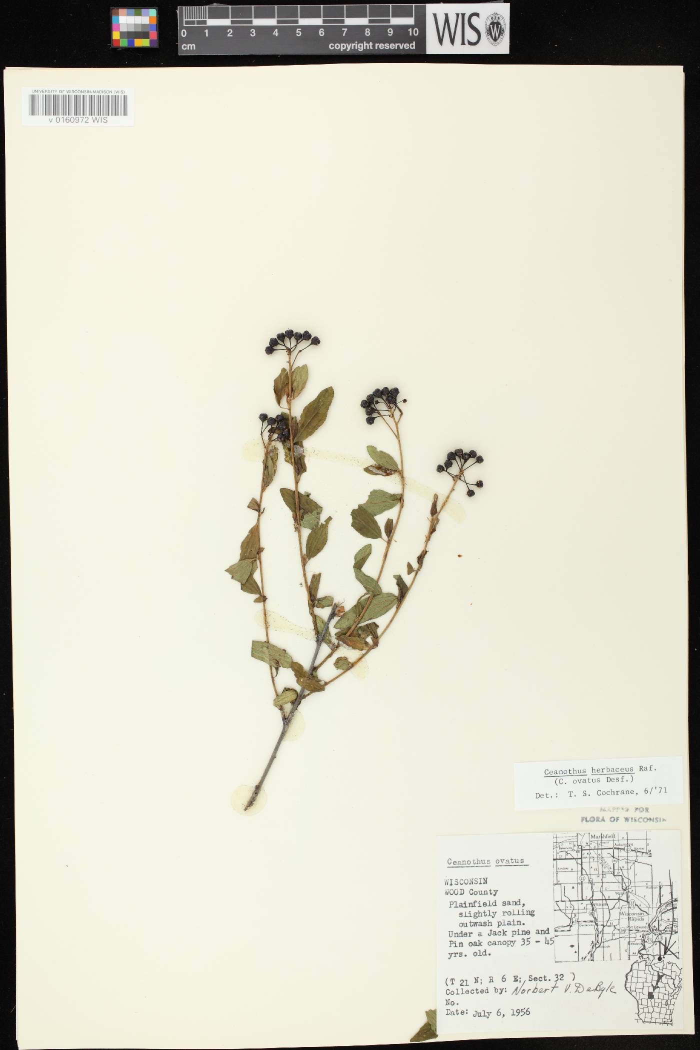Ceanothus herbaceus image