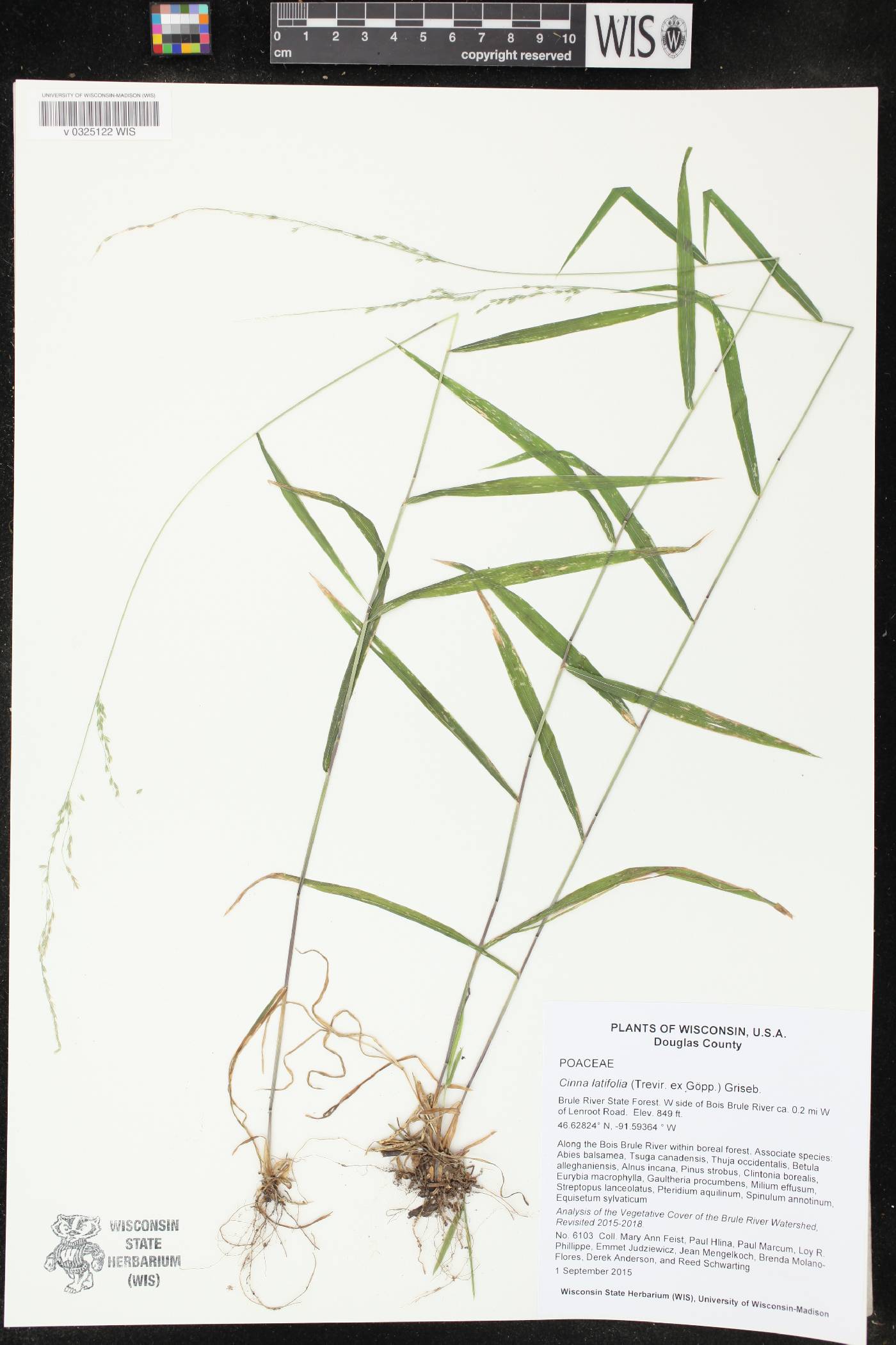 Cinna latifolia image